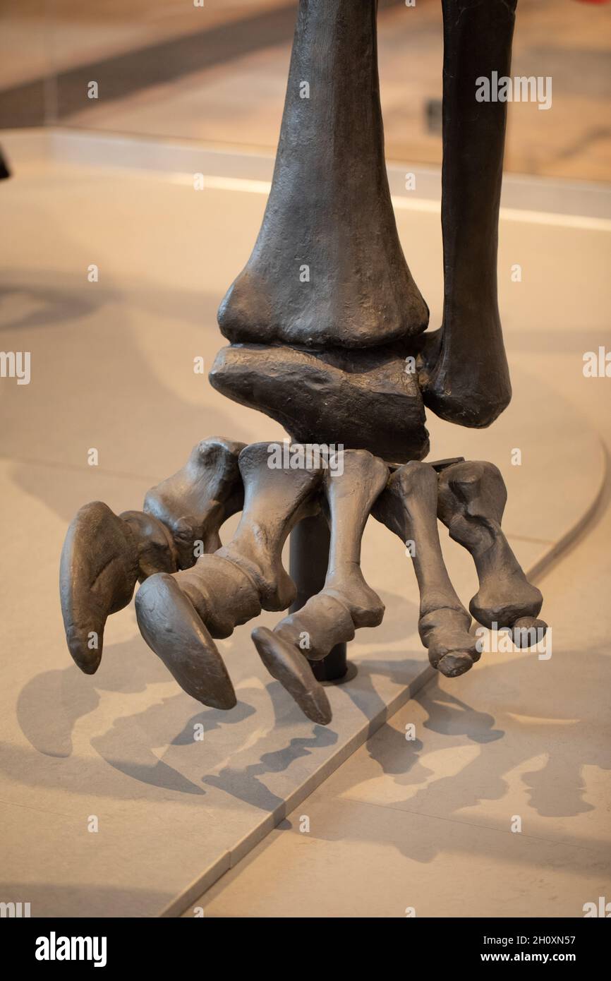 Arto pentadattilico. Piede anteriore sinistro di "Dippy". Diplodocus carnegie, sauropode, dinosauro, dita dei piedi, cifre, Resina colata, appartenente al Museo di Storia Naturale, Foto Stock