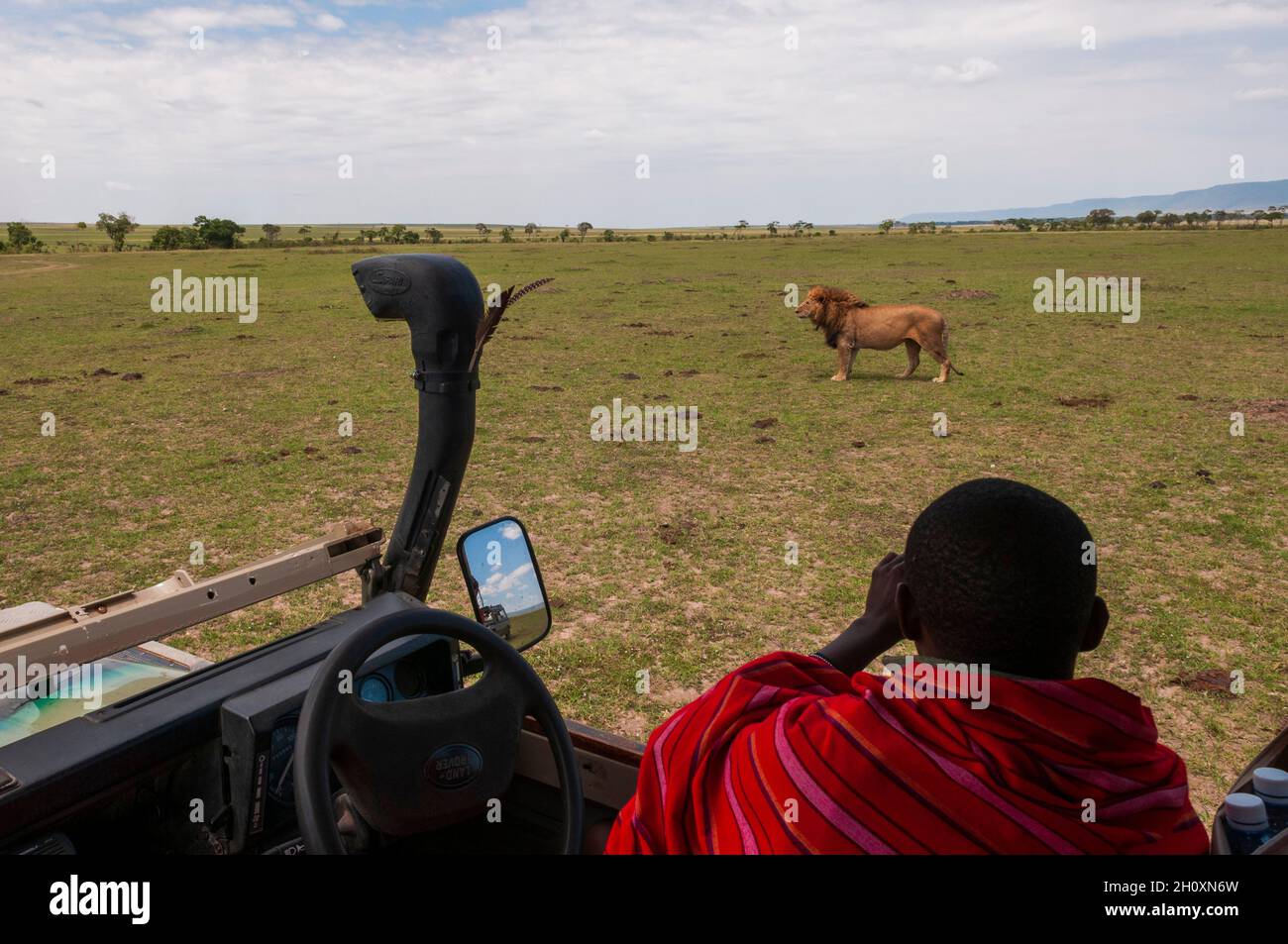 Una guida safari Masai che scatta foto di un vecchio leone maschio, Panthera leo. Masai Mara National Reserve, Kenya. Foto Stock