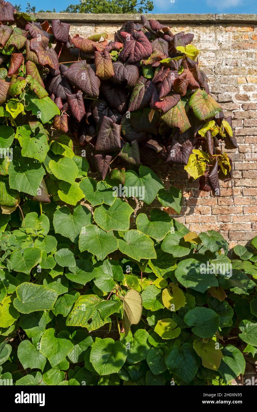 Foglie rosse e verdi di piante ornamentali per arrampicatori di vite che coprono un muro di mattoni in autunno Inghilterra Regno Unito Regno Unito Gran Bretagna Gran Bretagna Foto Stock Foglie rosse e verdi di piante ornamentali per arrampicatori di vite che coprono un muro di mattoni in autunno Inghilterra Regno Unito Regno Unito Gran Bretagna Gran Bretagna Foto Stock