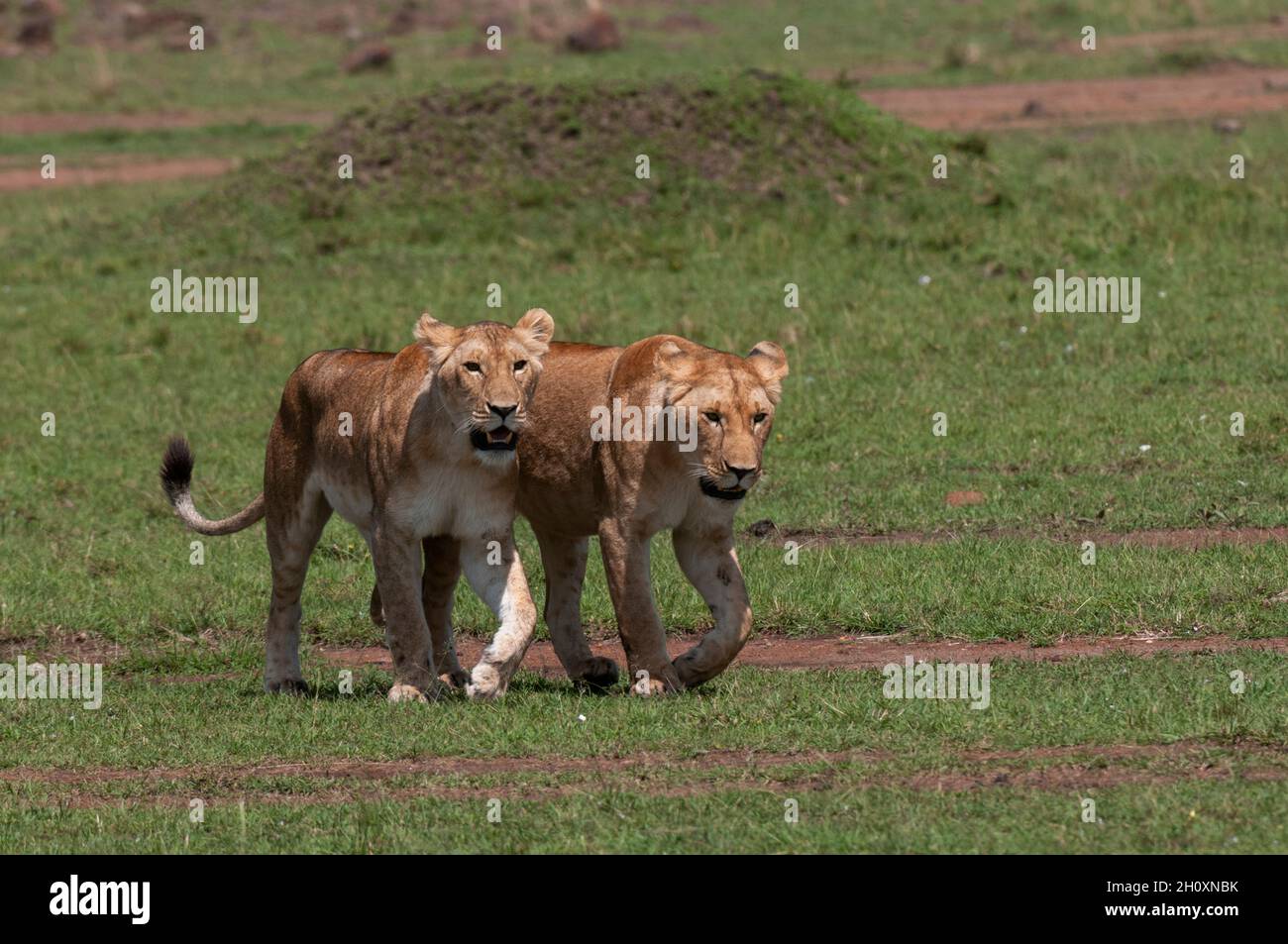 Ritratto di due leonessa, Panthera leo. Masai Mara National Reserve, Kenya. Foto Stock