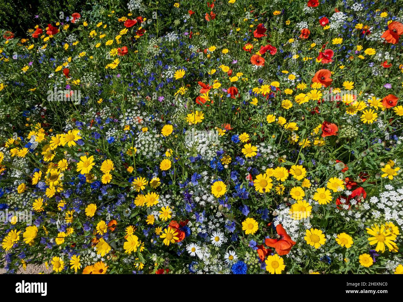 Fiori selvatici misti in un Bee amichevole giardino di confine campagna in estate Inghilterra Regno Unito GB Gran Bretagna Foto Stock