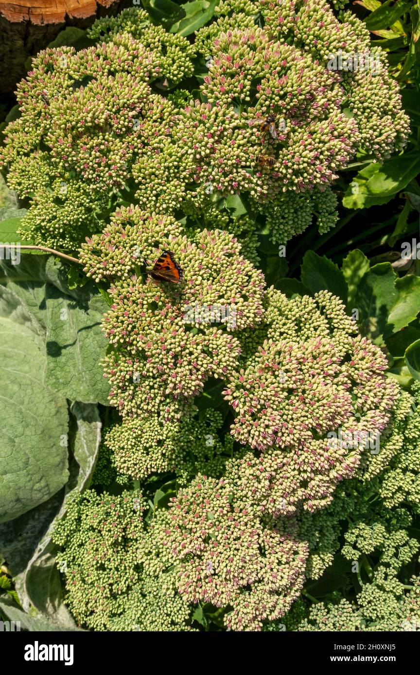 Primo piano di sedum stronecrop fiori in un giardino di confine in estate Inghilterra Regno Unito GB Gran Bretagna Foto Stock