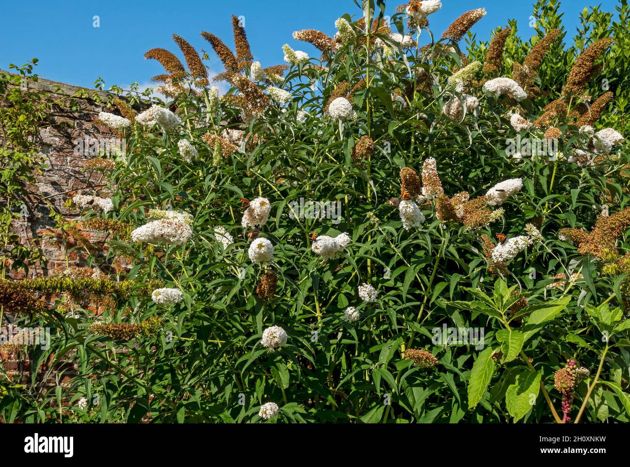 Fiori bianchi di Buddleia Butterfly Bush fiorito in un confine con aiuole di giardino in estate Inghilterra Regno Unito Regno Unito Gran Bretagna Gran Bretagna Foto Stock
