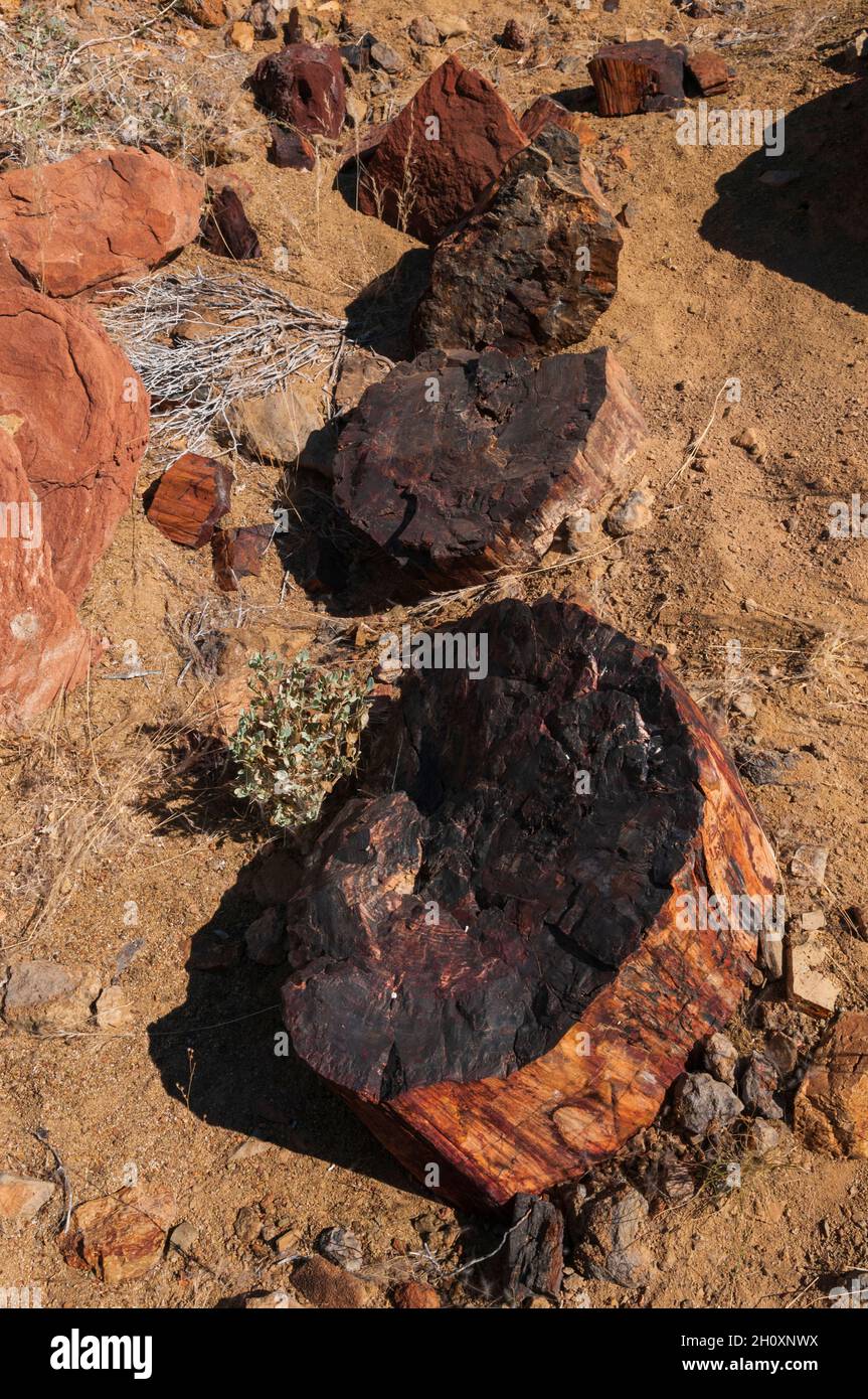 Blocchi di legno pietrificato sparsi in un letto di fiume asciutto. Vicino a Khorixas, Kunene, Namibia. Foto Stock