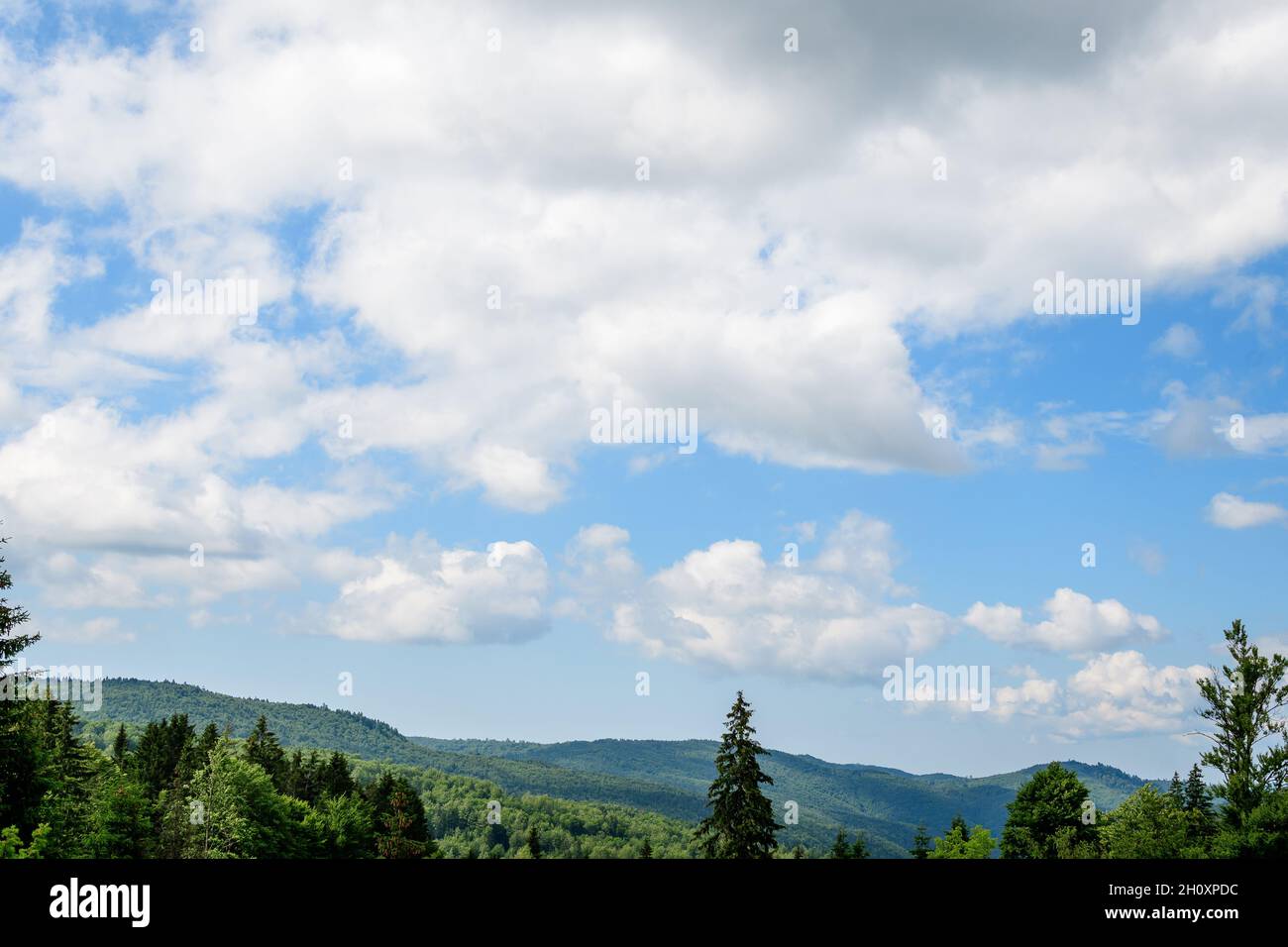 Paesaggio con molti grandi alberi verdi e abeti in una foresta in montagna, in una giornata estiva soleggiata, bella sfondo bianco e nero all'aperto Foto Stock