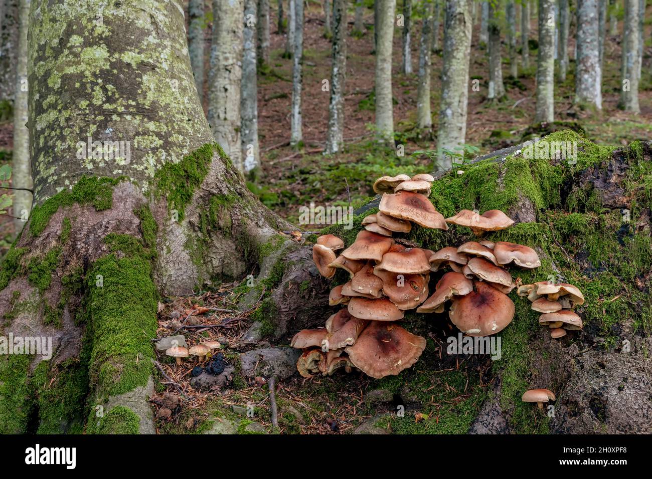Un grande gruppo di funghi bruni che crescono nella sottobosco sulle radici di un grande albero nella stagione autunnale Foto Stock