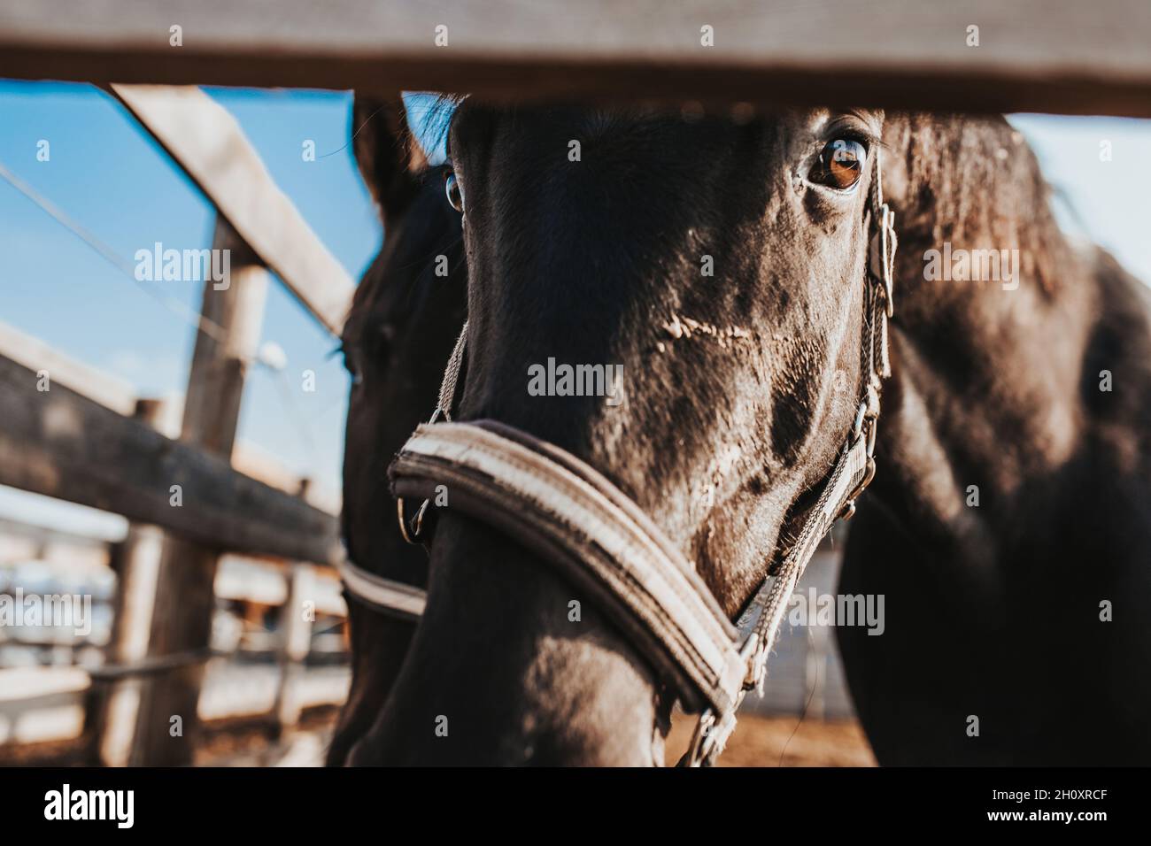 In un allevamento di cavalli, selezione e allevamento di cavalli per l'equitazione e le corse Foto Stock