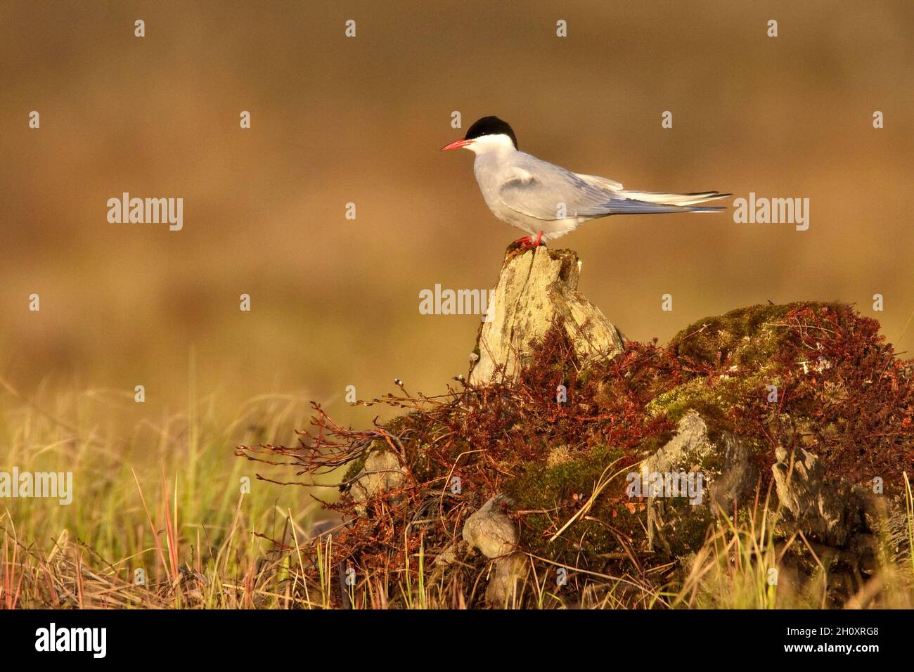 Tern Sterna paradisaea Artico - allevamento Adulti. L 35 cm. Abbird grazioso con volo boyant. Tuffi-dive per il pesce. I sessi sono simili. L'adulto ha gre Foto Stock