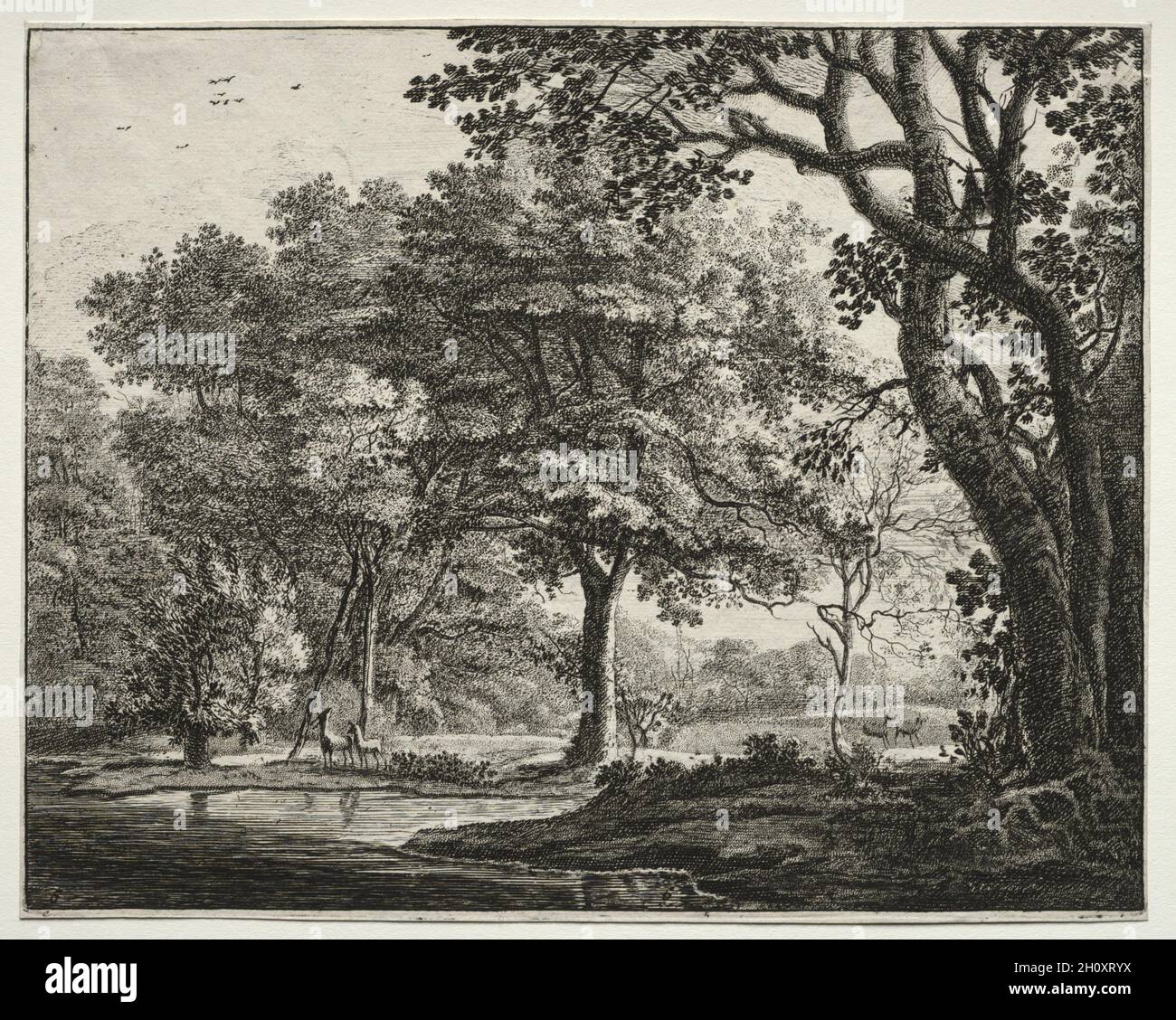 Six views in the Wood of the Hague: Plate 6, Two Deer, 1640-52. Roelant Roghman (olandese, 1627-1692). Incisione; Foto Stock