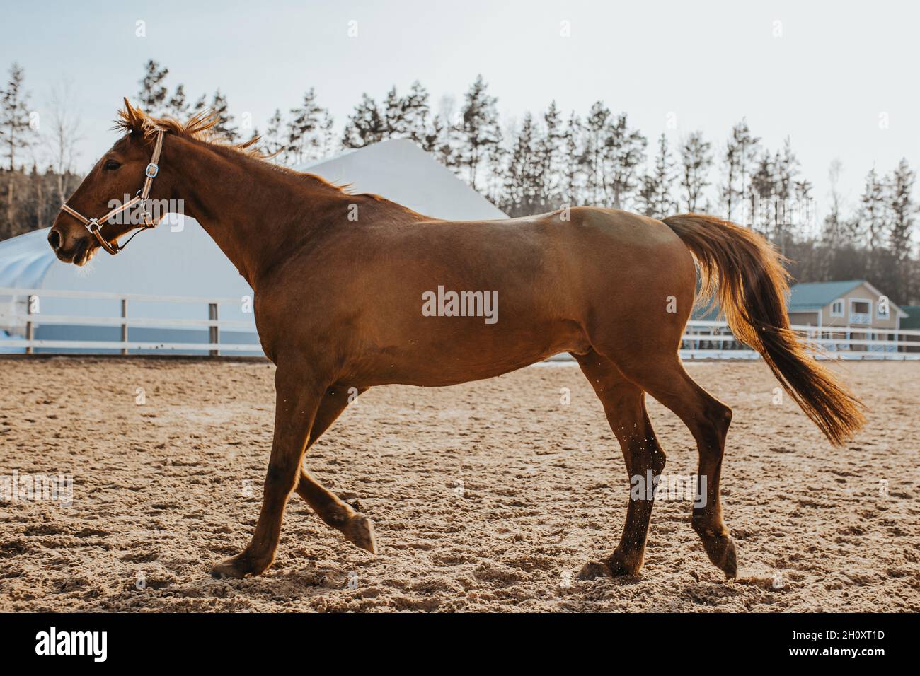 In un allevamento di cavalli, selezione e allevamento di cavalli per l'equitazione e le corse Foto Stock