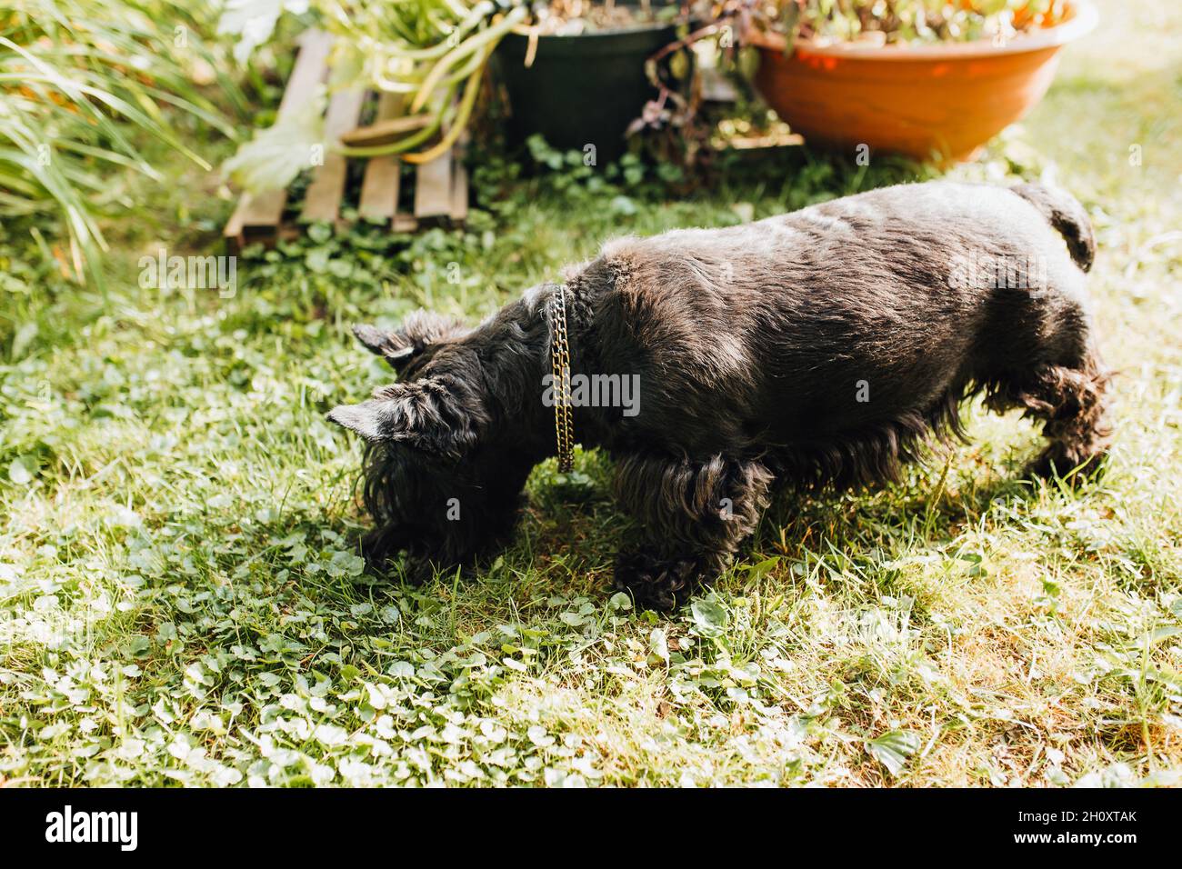 Nero scotch terrer cucciolo sull'erba controlla il movimento di un mole sotterraneo - istinto di caccia Foto Stock