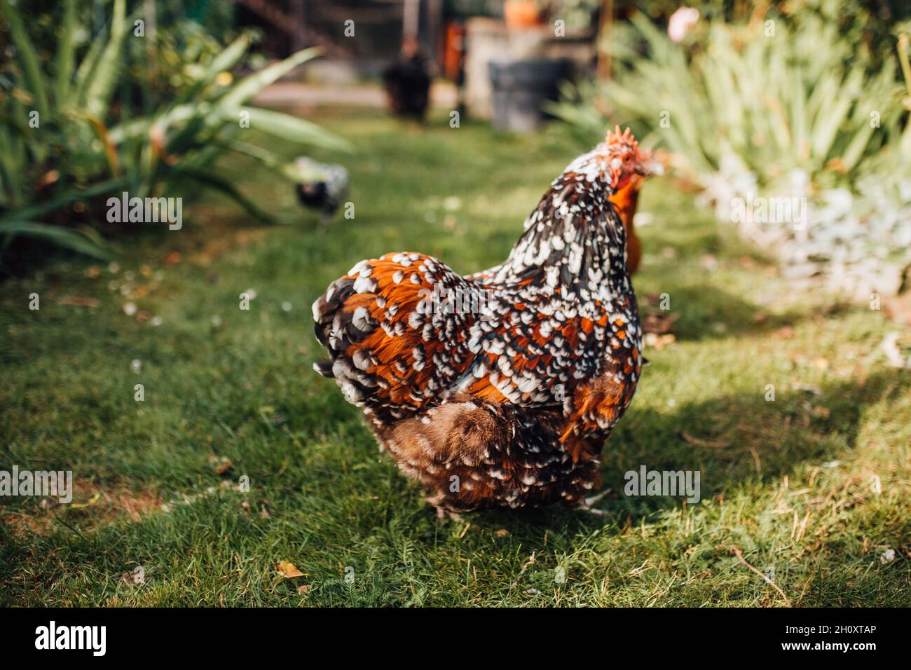 Galline ovaiole crestate in una casa di gallina in un'azienda agricola - produzione di uova, carne e piume Foto Stock
