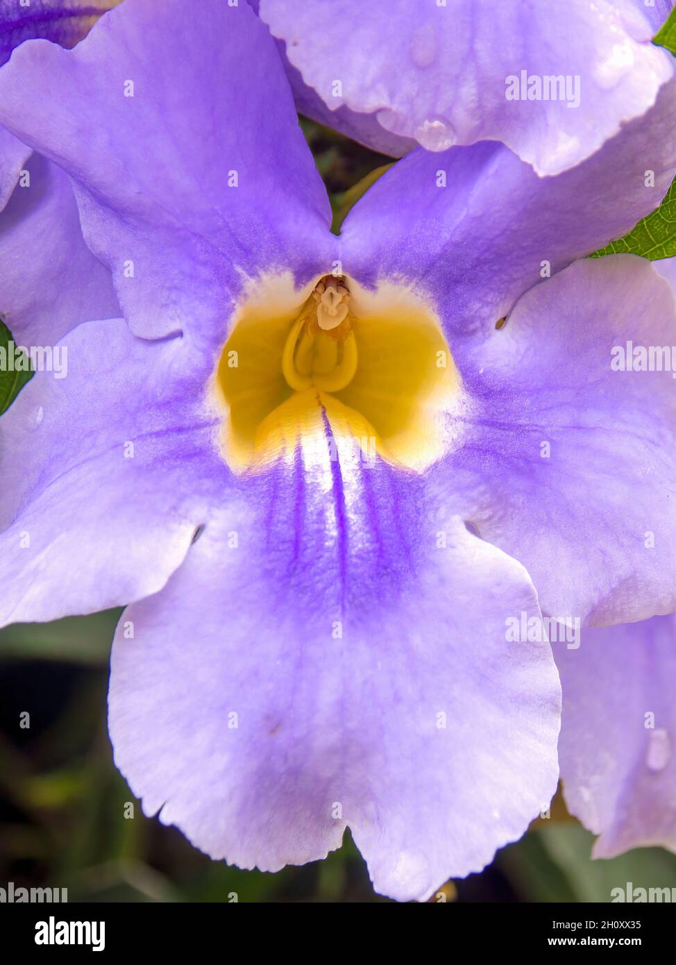 Macro fotografia di fiori di tromba Bengala catturati in un giardino vicino alla città coloniale di Villa de Leyva, nella Colombia centrale. Foto Stock