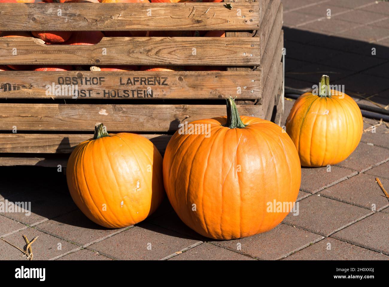 Kürbisse auf einem Herbstmakt im Oktober Foto Stock