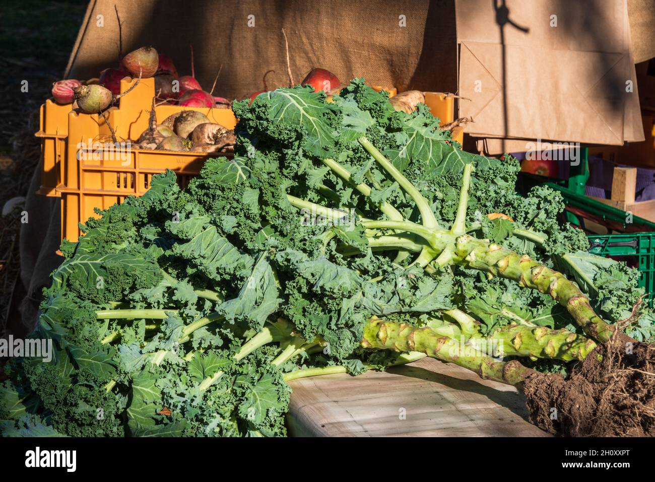 Grünkohl und herbsliches Gemüse auf einem Wochenmarkt Foto Stock