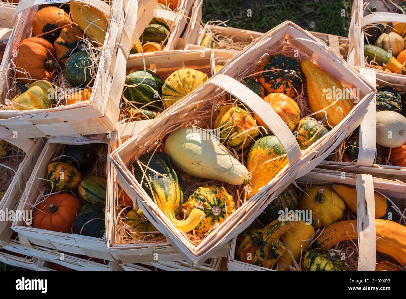 Kürbisse auf einem Herbstmakt im Oktober Foto Stock