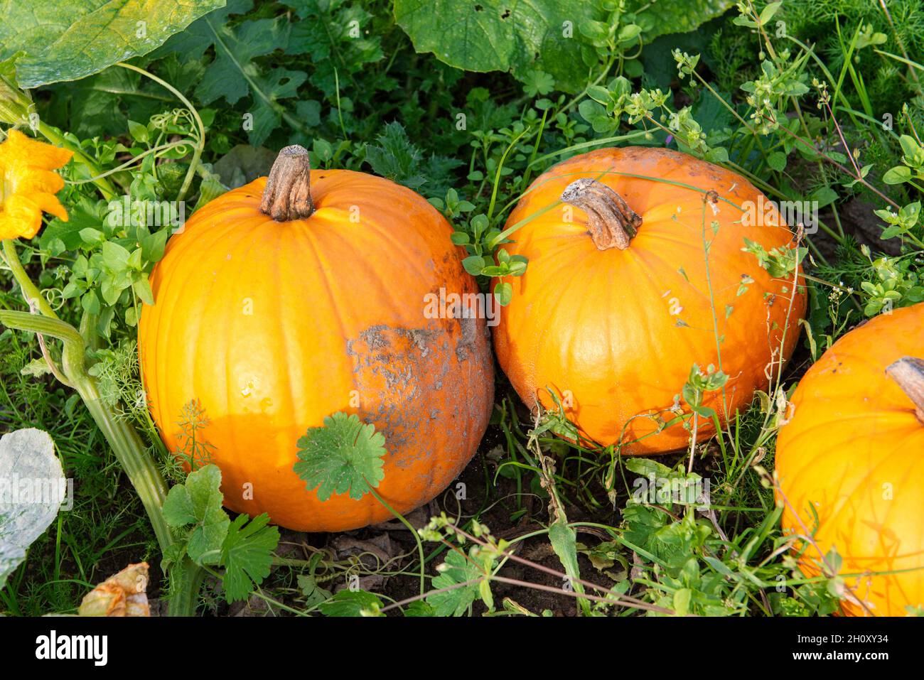 Reife Kürbisse auf einem Feld im Oktober Foto Stock