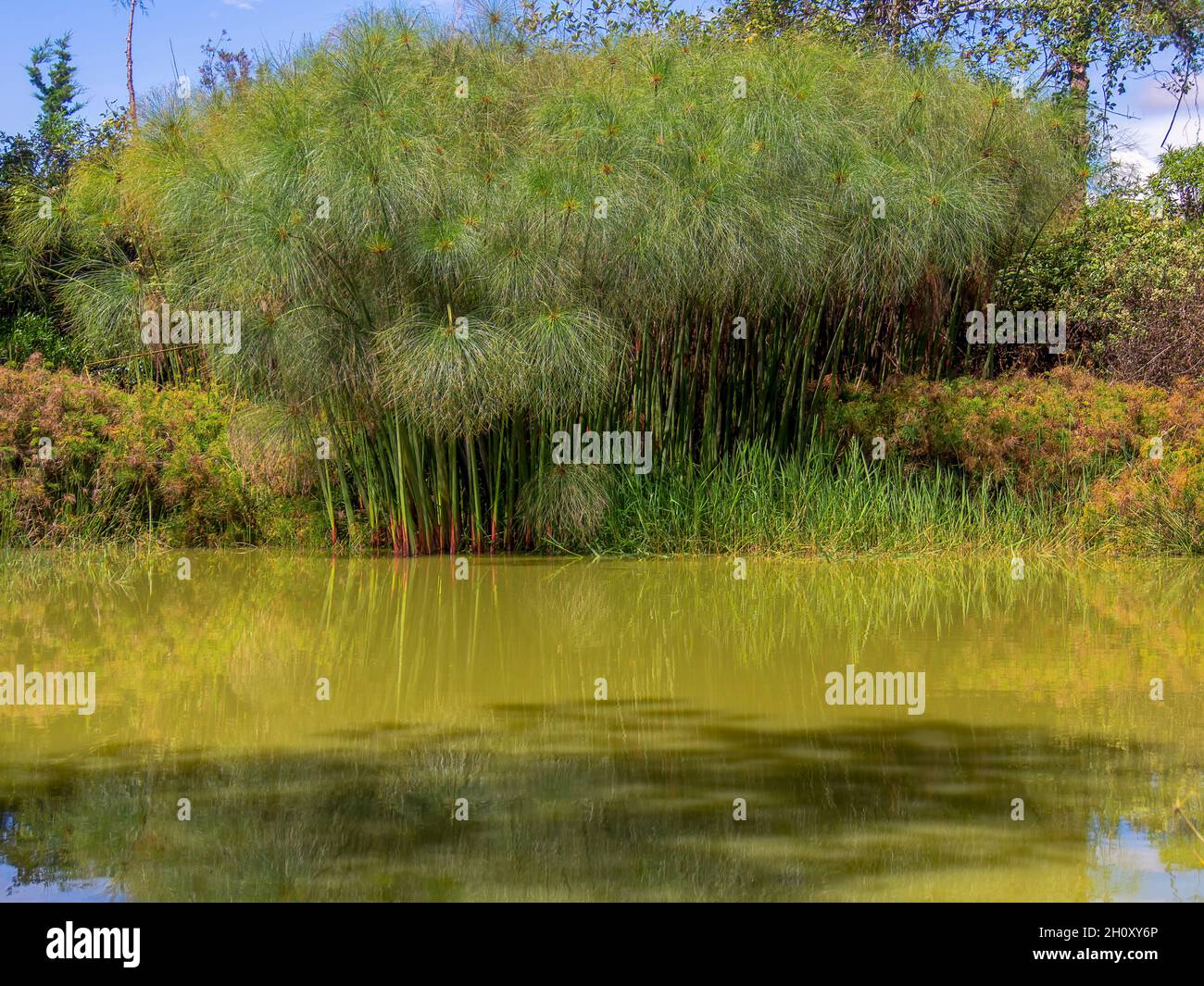 Una foresta di piante di papiro in un lago all'alba, vicino alla città di Villa de Leyva nella Colombia centrale. Foto Stock