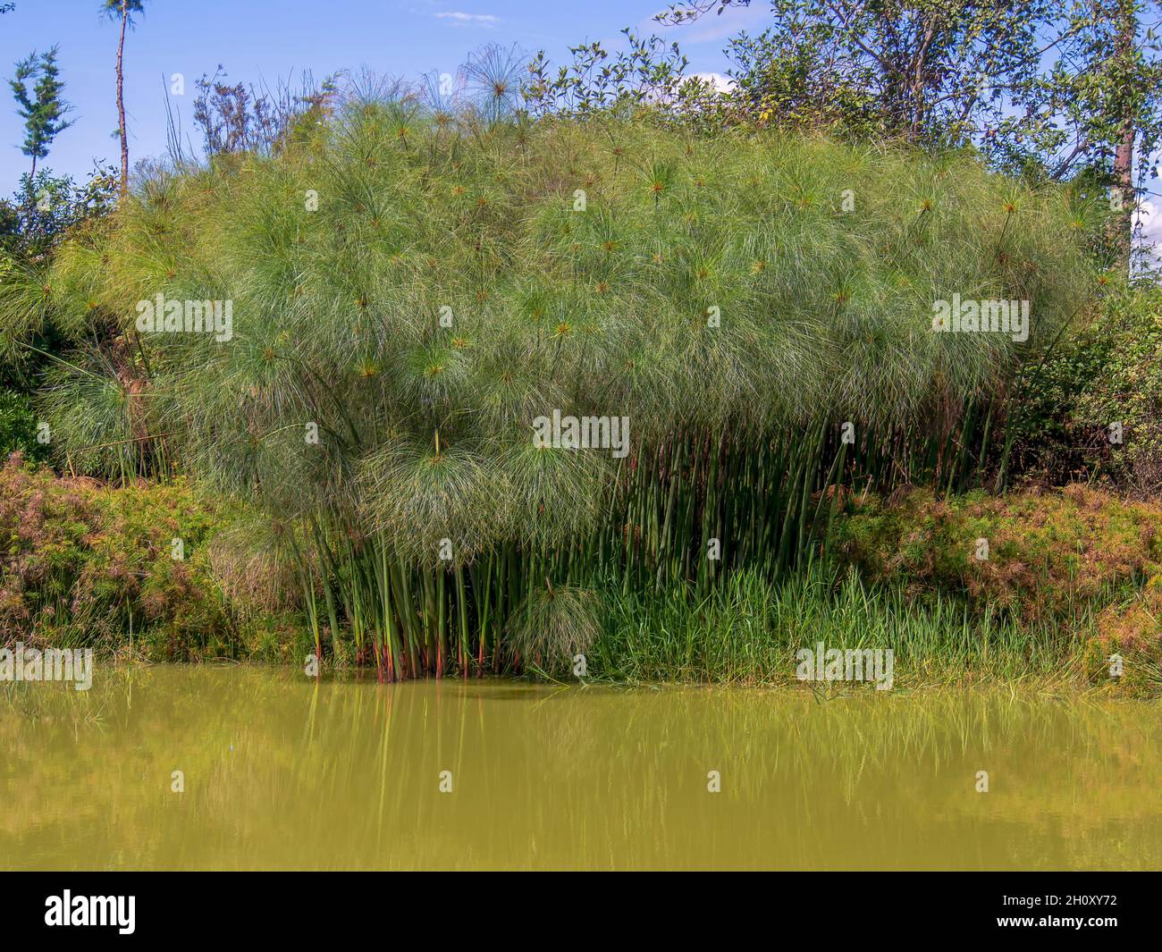 Una foresta di piante di papiro in un lago all'alba, vicino alla città di Villa de Leyva nella Colombia centrale. Foto Stock