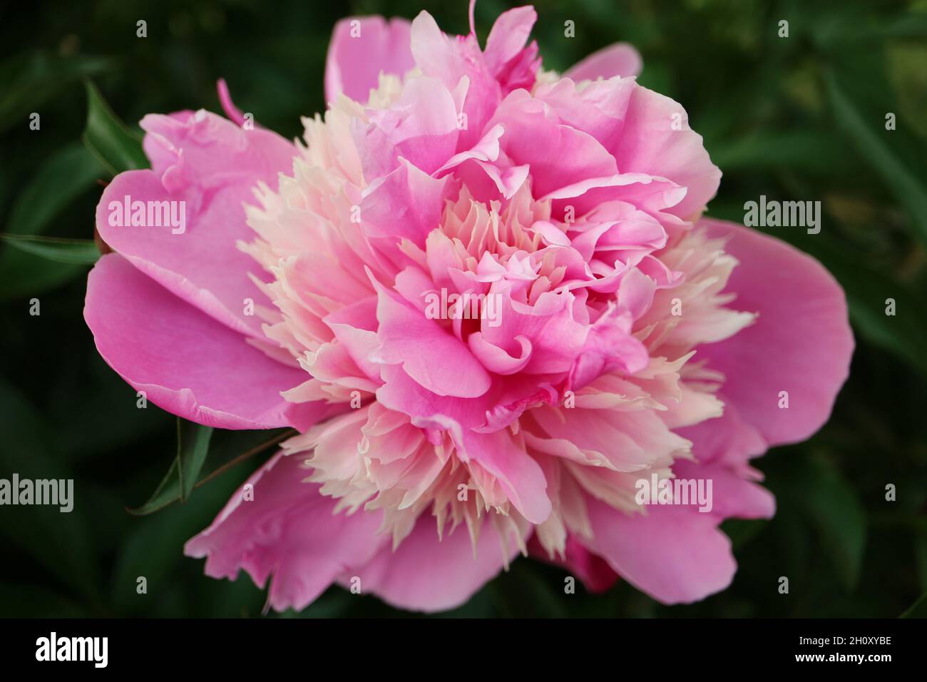 Peonia rosa con delicati petali e foglie verdi in giardino, peonia con petali rosa e beige, macro di fiori rosa, testa di fiori, peonia in fiore Foto Stock
