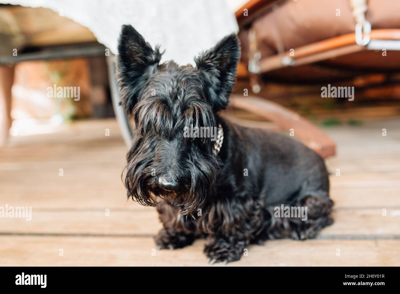 Carino scottante nero scotch terrer cucciolo sulla veranda - l'animale domestico è circondato da affetto e cura Foto Stock