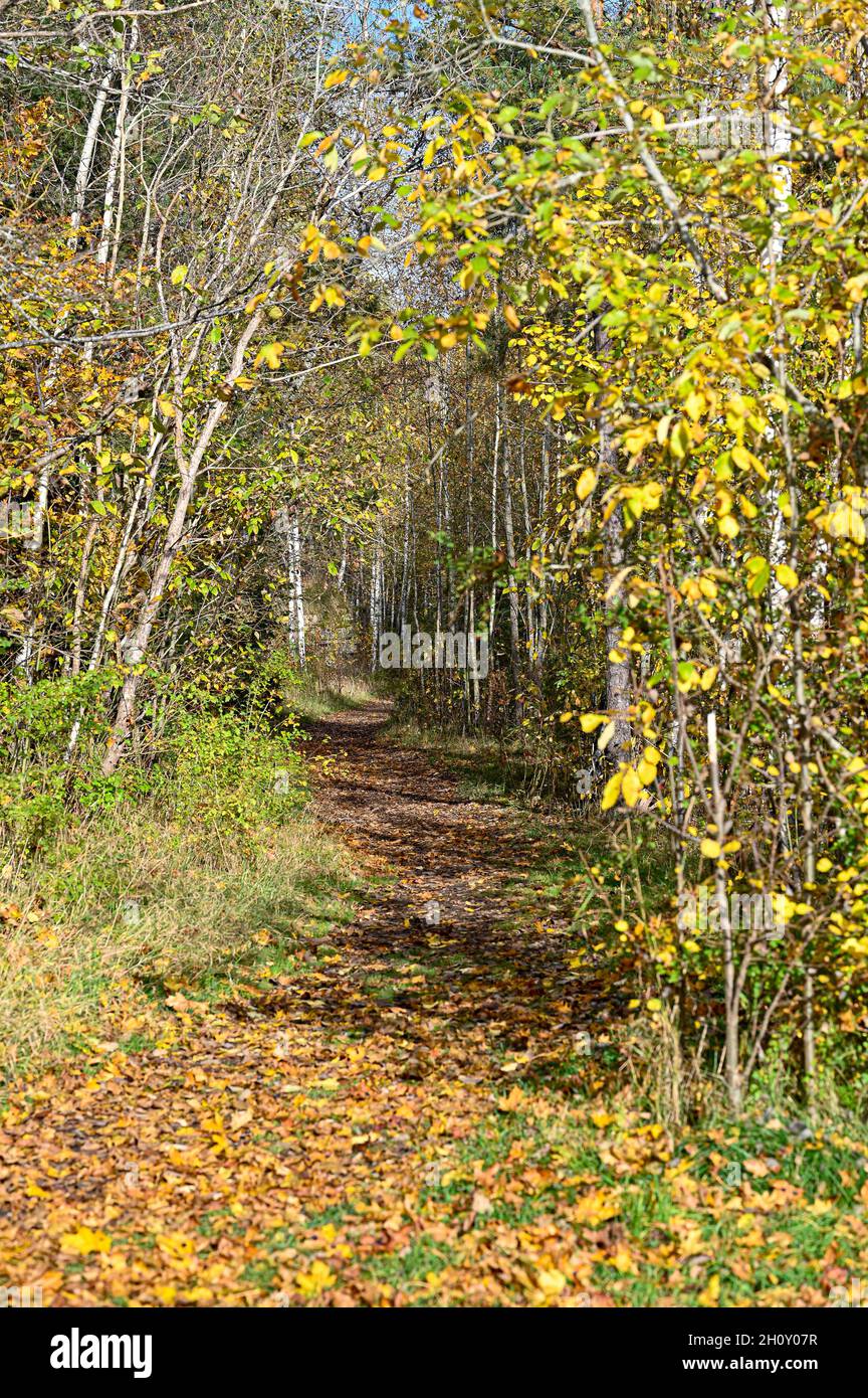 sentiero stretto attraverso la foresta autunno in giallo e arancione Foto Stock