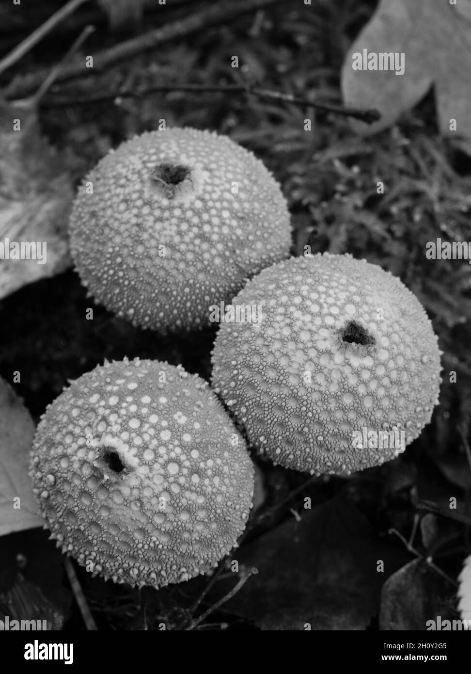 Foto monocromatica di tre brillanti funghi porfall (Lycooperdon) che crescono vicini l'uno all'altro nella foresta Foto Stock