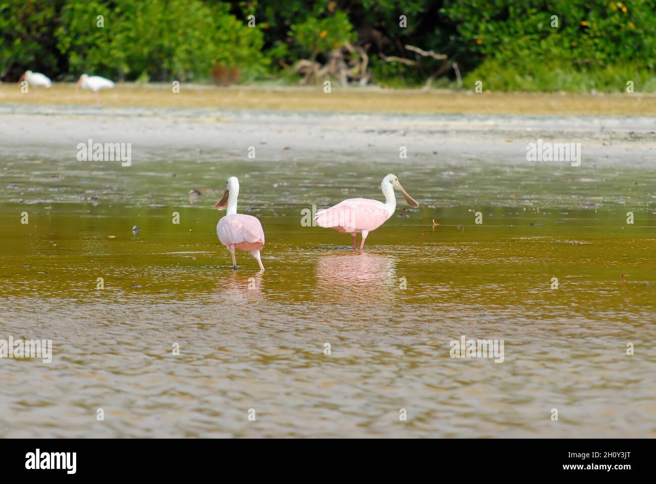 Due cucchiaette che si ingopiano in acque poco profonde alla ricerca di cibo. Celestun Nature Reserve, Yucatan, Messico. Messa a fuoco selettiva. Foto Stock
