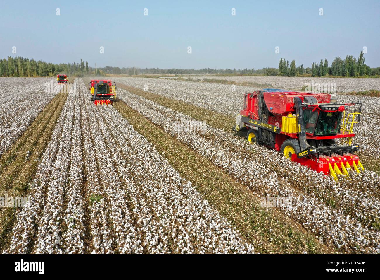 (211015) -- YULI, 15 ottobre 2021 (Xinhua) -- Foto aerea scattata il 12 ottobre 2021 mostra i raccoglitori di cotone che lavorano in campi nella contea di Yuli, nella regione autonoma di Xinjiang Uygur della Cina nord-occidentale. La stagione della raccolta del cotone è iniziata nel mese di ottobre a Xinjiang. Lo Xinjiang è la più grande zona di coltivazione del cotone della Cina. La produzione di cotone della regione ha colpito 5.16 milioni di tonnellate nel 2020, che rappresentano il 87.3 per cento del totale nel paese, ha detto il National Bureau of Statistics. Pertanto, la regione ha incoraggiato gli agricoltori di cotone ad applicare macchinari agricoli moderni per stimolare lo sviluppo dell'industria in rec Foto Stock