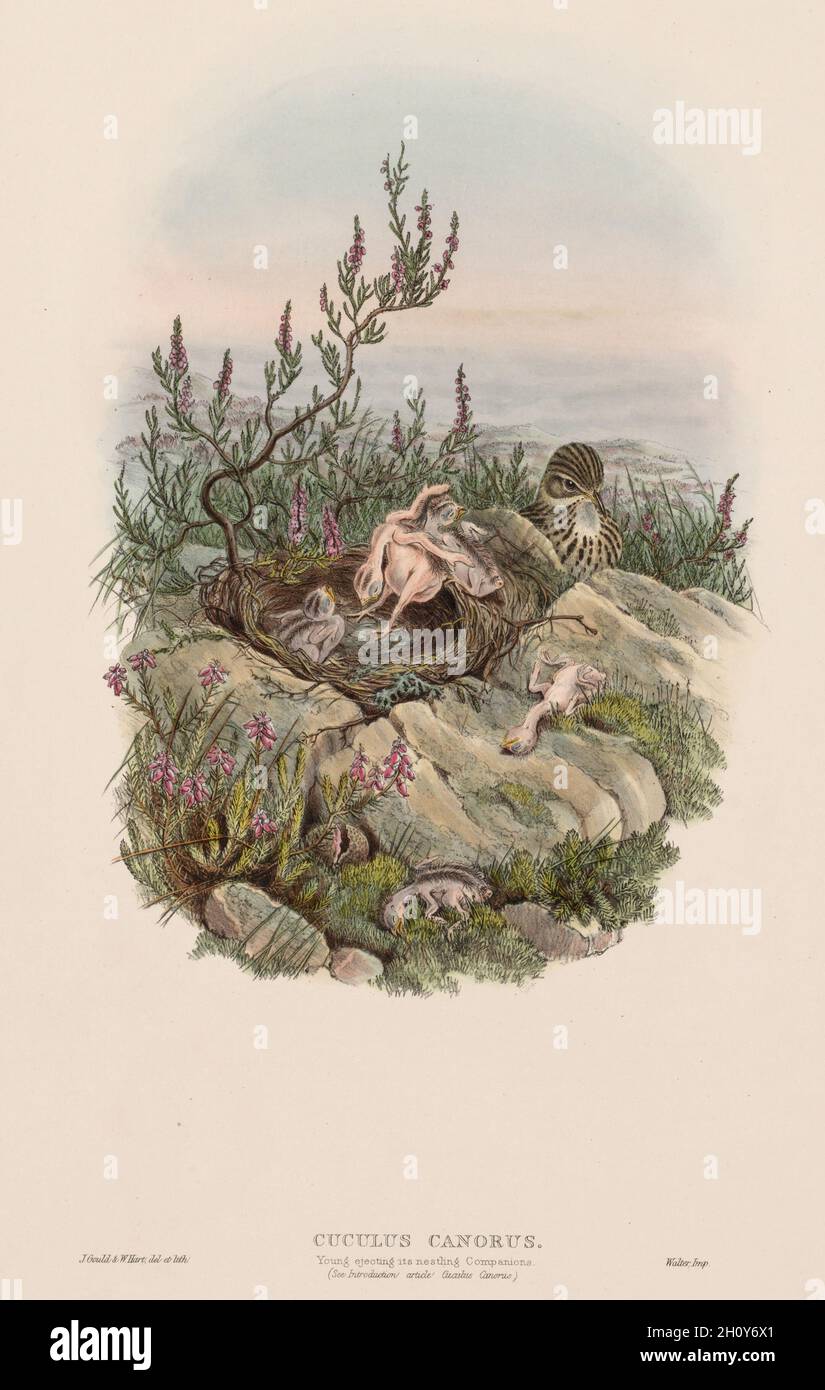 Gli uccelli della Gran Bretagna: Cuculus Canorus, 1873. John Gould (britannico, 1804-1881). Litografia; Foto Stock