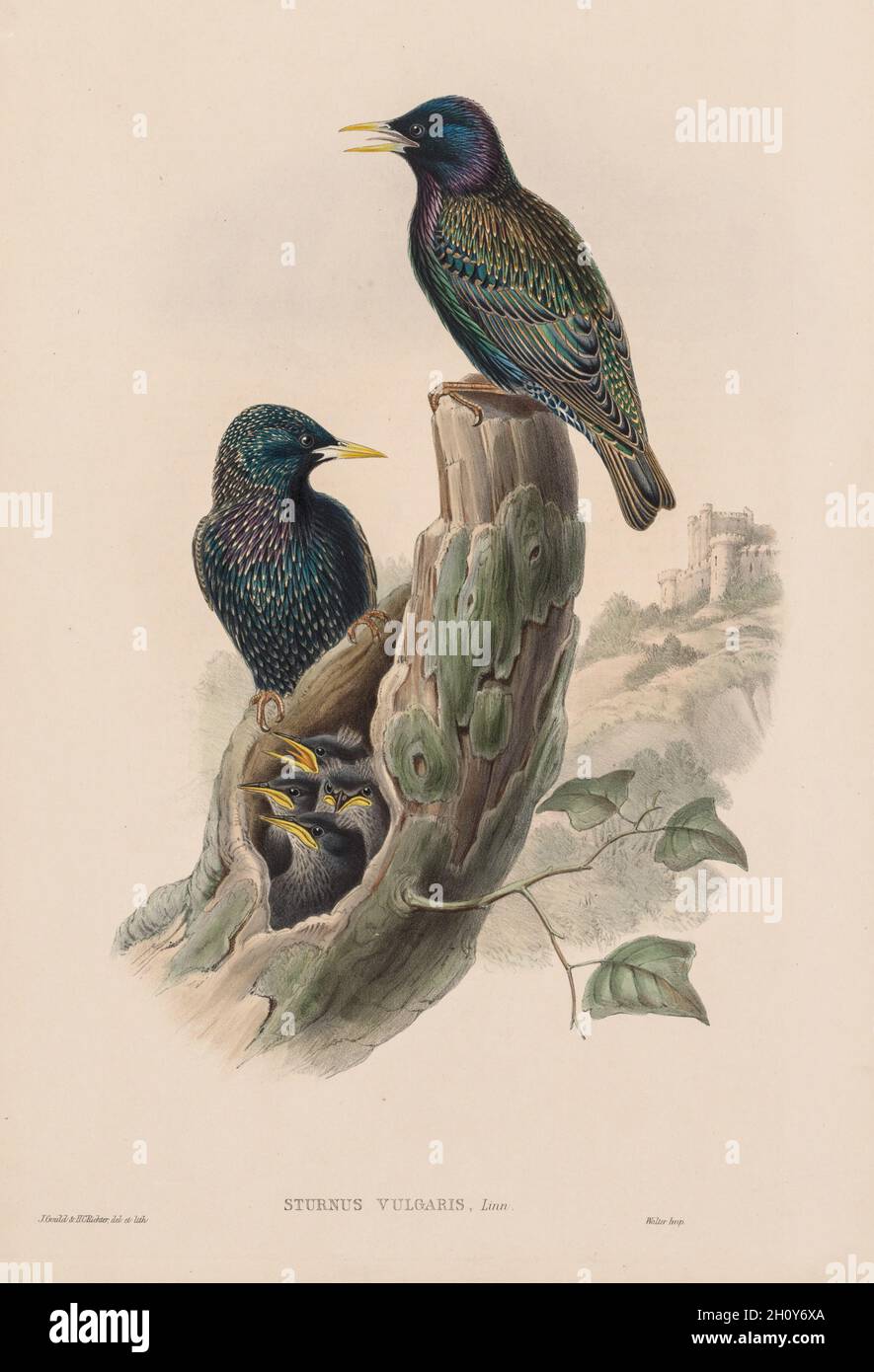 Gli uccelli della Gran Bretagna: Sturnur vulgaris, 1873. John Gould (britannico, 1804-1881). Litografia; Foto Stock