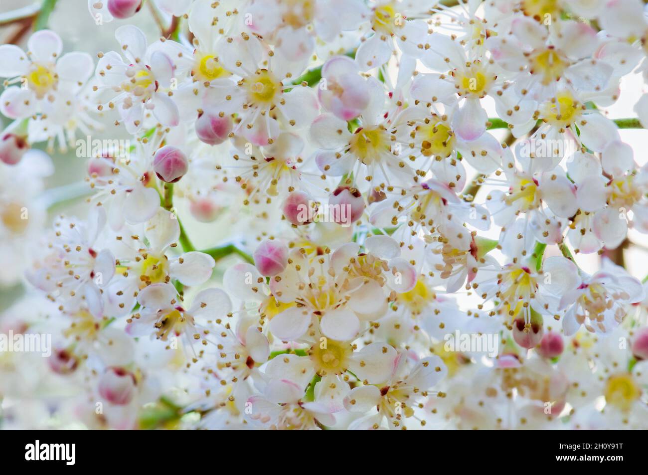 Primo piano di Red Robin fiori / fiore. Il nome botanico è photinia. Foto Stock