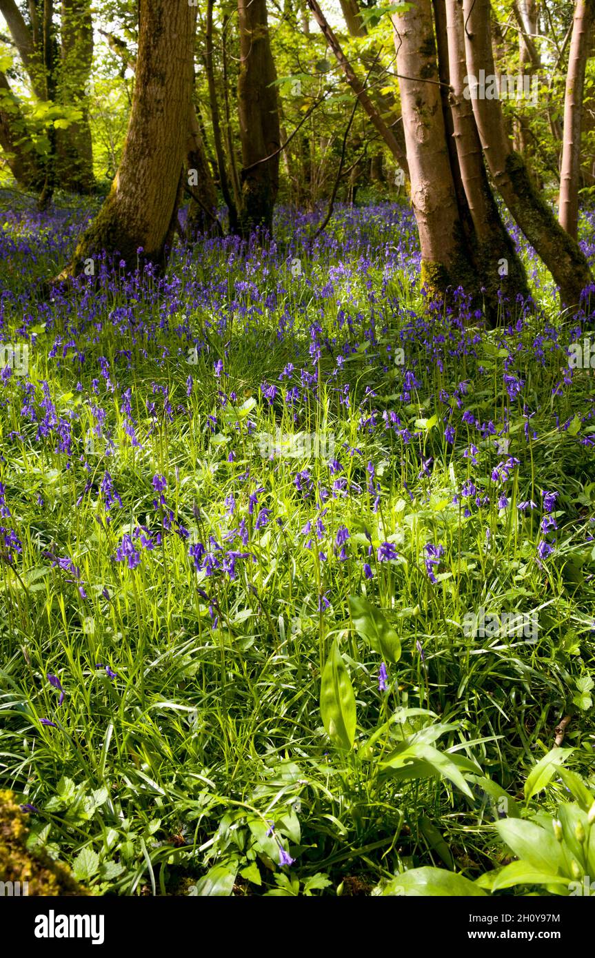 Bluebell Woods illuminato al sole nel Somerset. Il comune bluebell britannico nativo è anche chiamato Hyacinthoides non-scripta Foto Stock