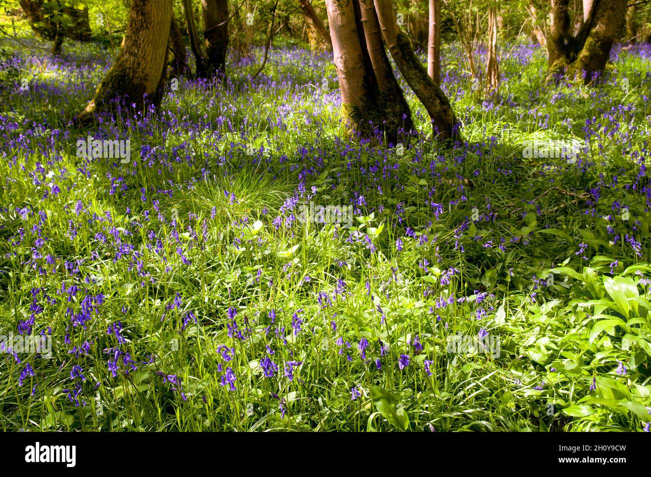Bluebell Woods illuminato al sole nel Somerset. Il comune bluebell britannico nativo è anche chiamato Hyacinthoides non-scripta Foto Stock