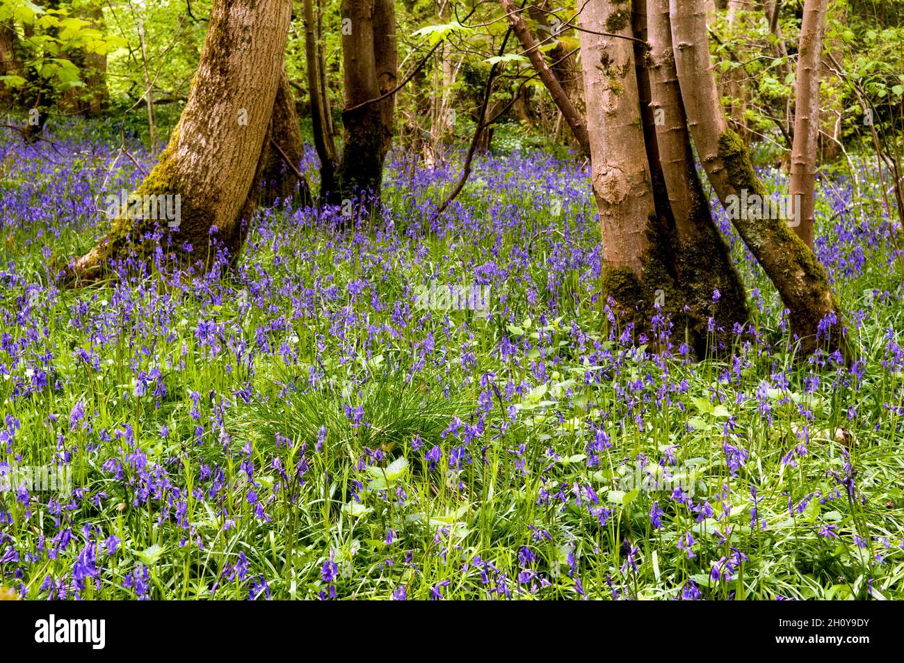 Bluebell Woods illuminato al sole nel Somerset. Il comune bluebell britannico nativo è anche chiamato Hyacinthoides non-scripta Foto Stock