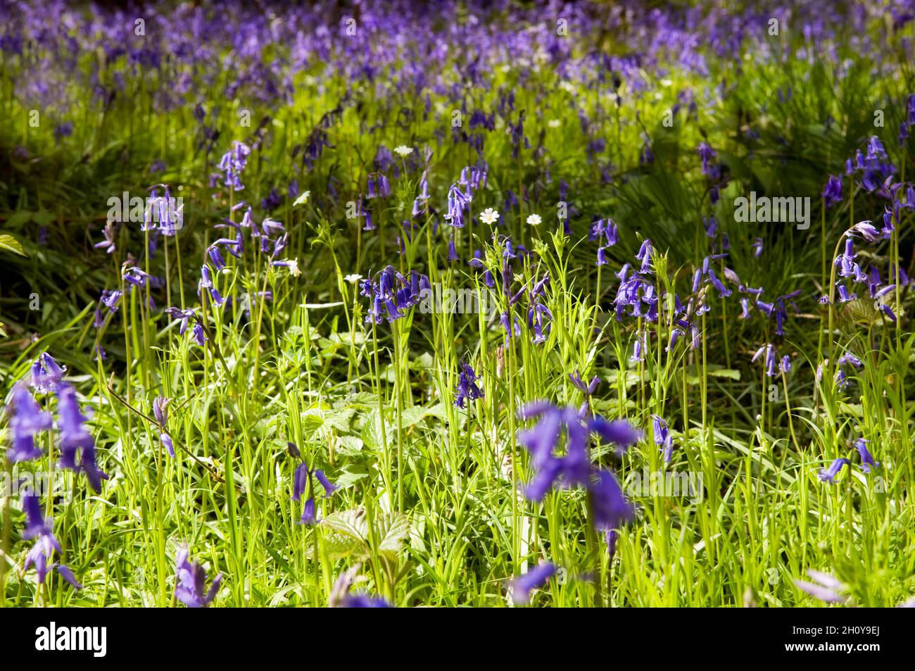 Bluebell Woods illuminato al sole nel Somerset. Il comune bluebell britannico nativo è anche chiamato Hyacinthoides non-scripta Foto Stock