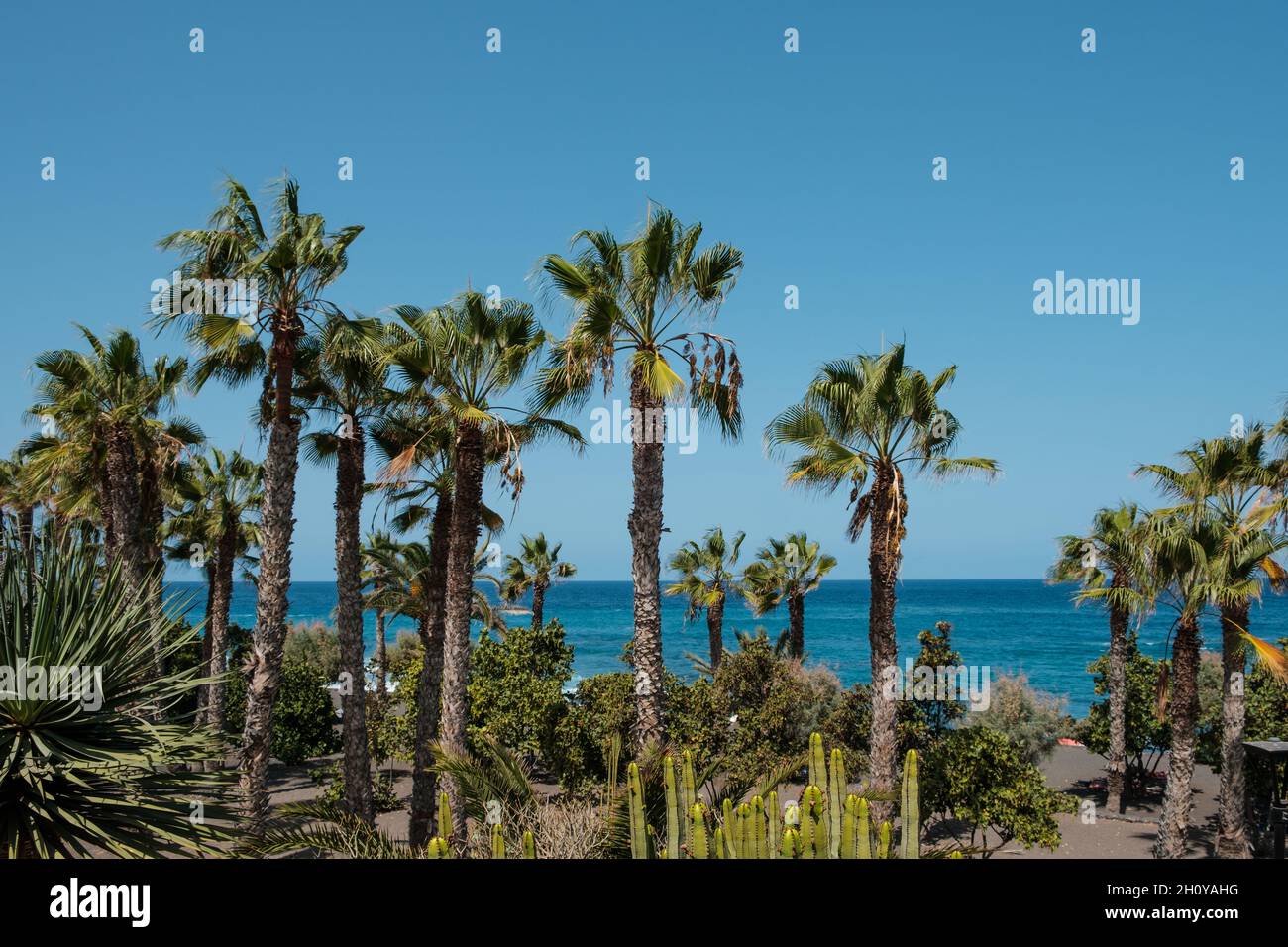 Giardino di palme, piante di cactus e sfondo oceano, Playa Jardin Tenerife Foto Stock