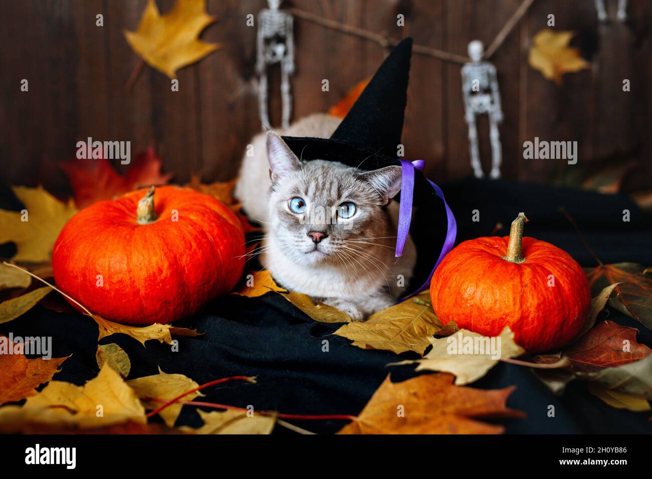 Gatto grigio con occhi blu che indossano il cappello della strega che giace sullo sfondo di Halloween Foto Stock