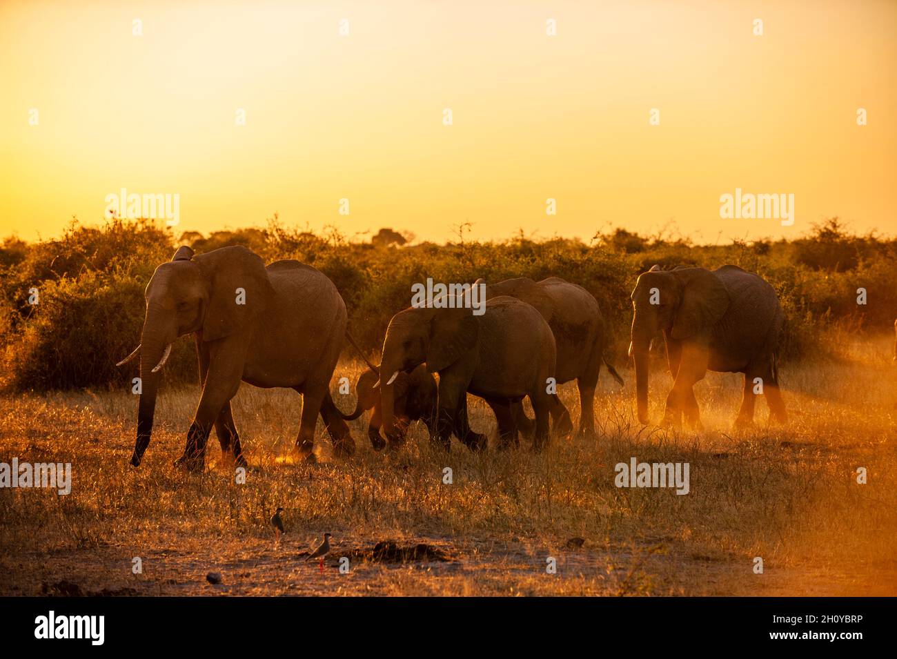 Un gregge di elefanti africani, Loxodonta africana, che cammina nelle praterie. Parco Nazionale di Chobe, Kasane, Botswana. Foto Stock