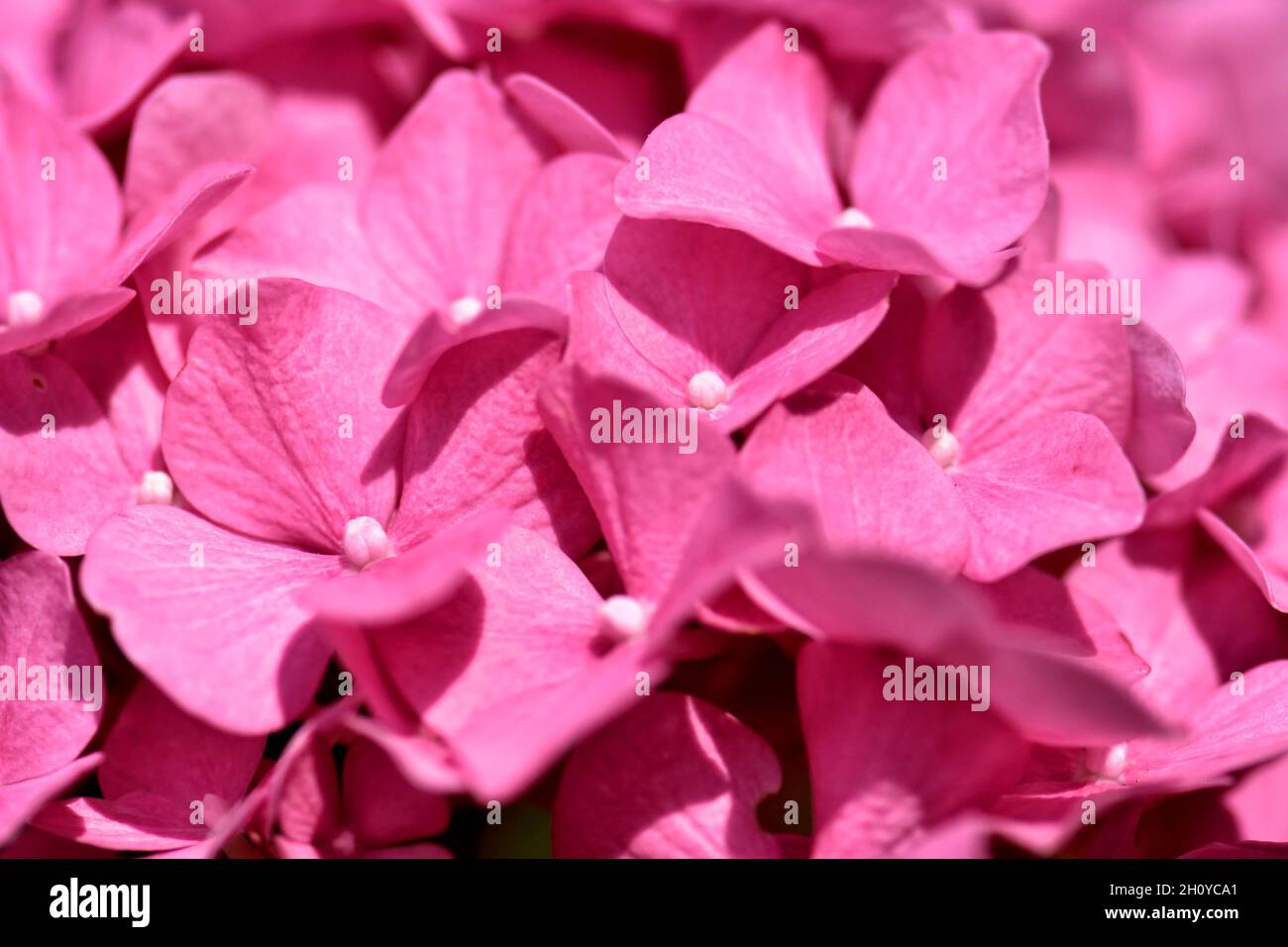 Immagine full frame di Hydrangea fiore testa in rosa Foto Stock