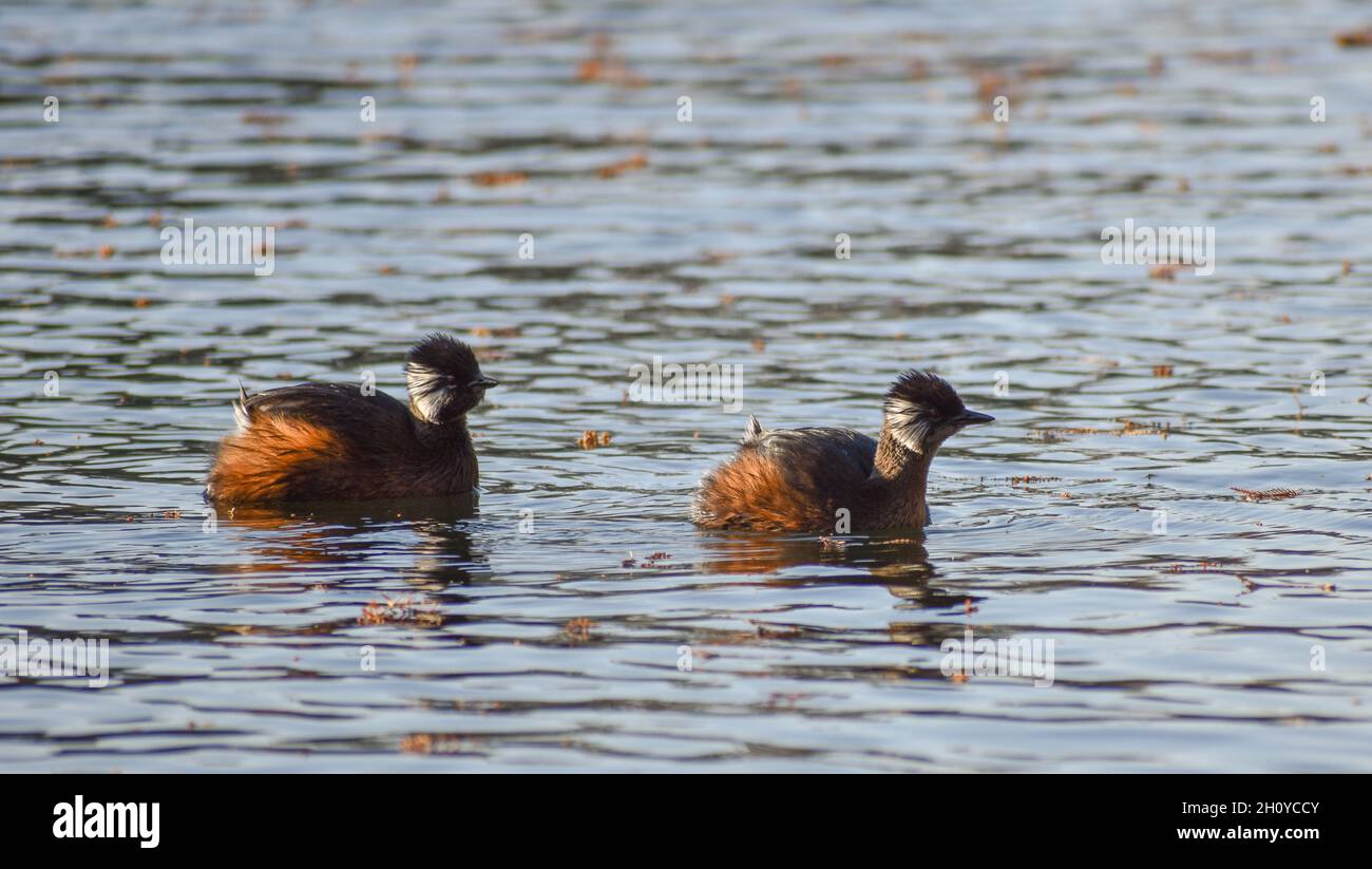 Graziosi avidi bianchi (Rollandia rolland) in un lago blu Foto Stock