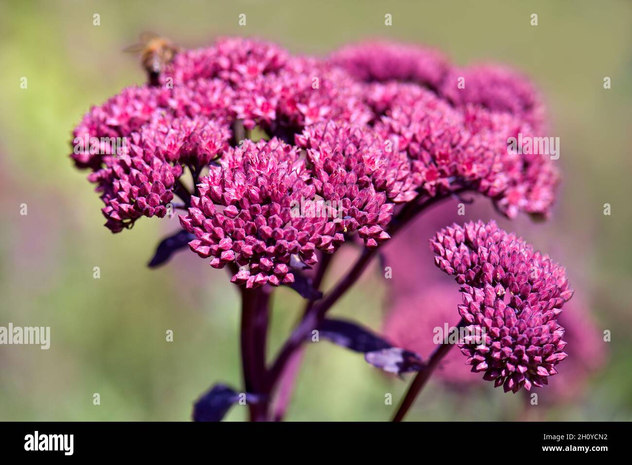 Testa di fiore di Sedum rosa (comunemente chiamata Stonecrop) con una profondità di campo poco profonda Foto Stock