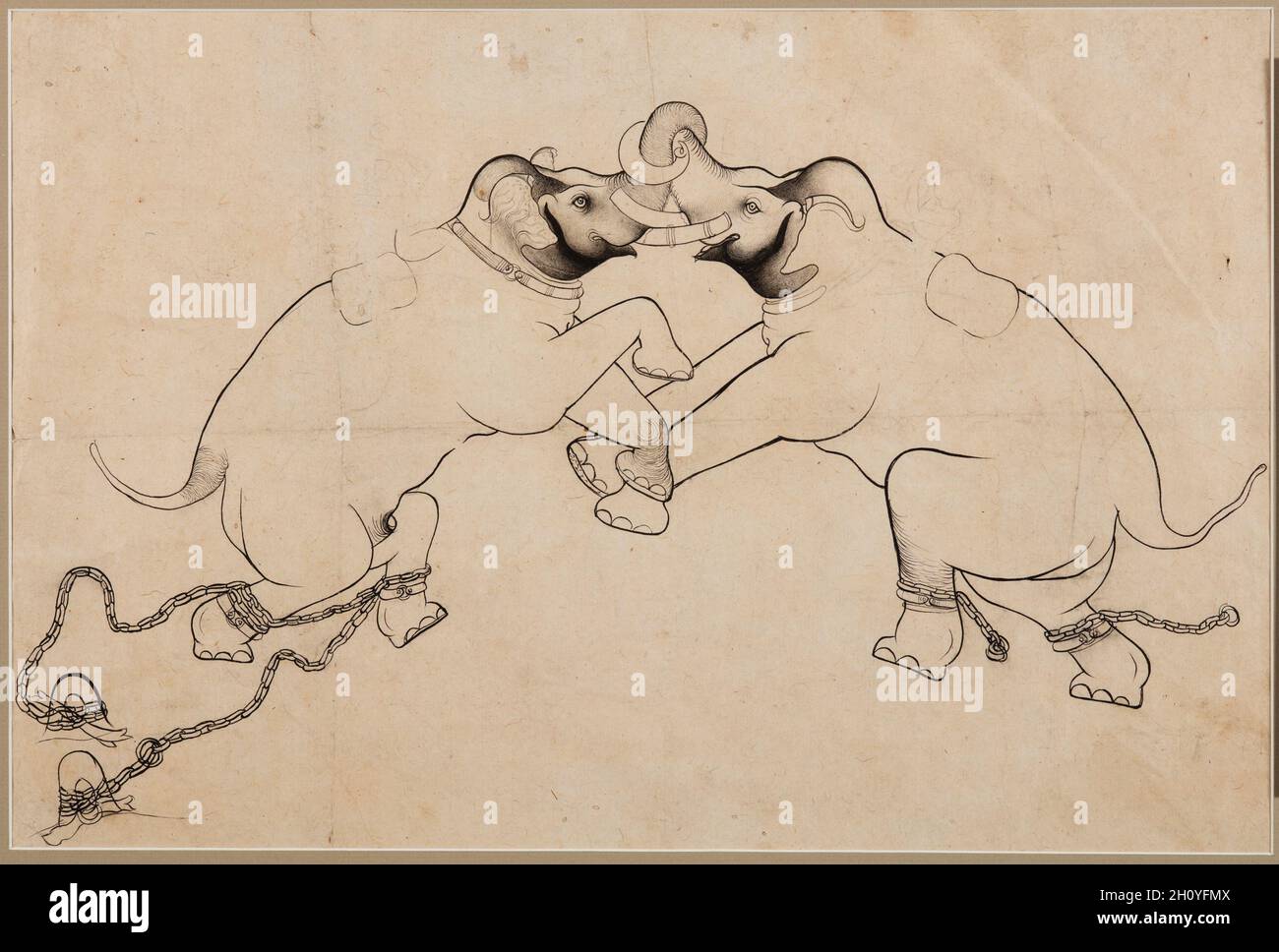 Due Elefanti in combattimento, 1700–30. India nord-occidentale, Rajasthan, Rajput Regno di Kota. Pagina: 35.6 x 53.4 cm (14 x 21 in.). Gli elefanti erano beni pregiati per il Rajput Maharajas del Rajasthan. Non solo gli elefanti erano un fattore decisivo nel campo di battaglia, ma rappresentavano anche la ricchezza materiale del proprietario. Gli scontri con gli elefanti erano un divertimento preferito del Maharaja, e alcuni elefanti erano addestrati appositamente per questo scopo. Il disegno raffigura due elefanti in combattimento l'uno con l'altro con i loro tronchi intrecciati. Foto Stock