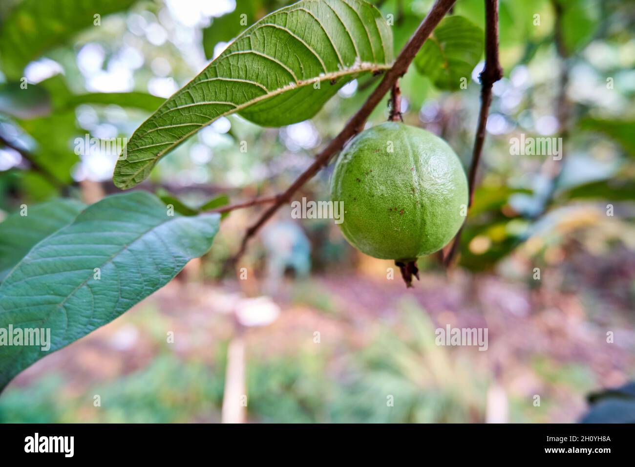 Primo piano di guava rossa fresca che cresce nel cortile. Foto Stock