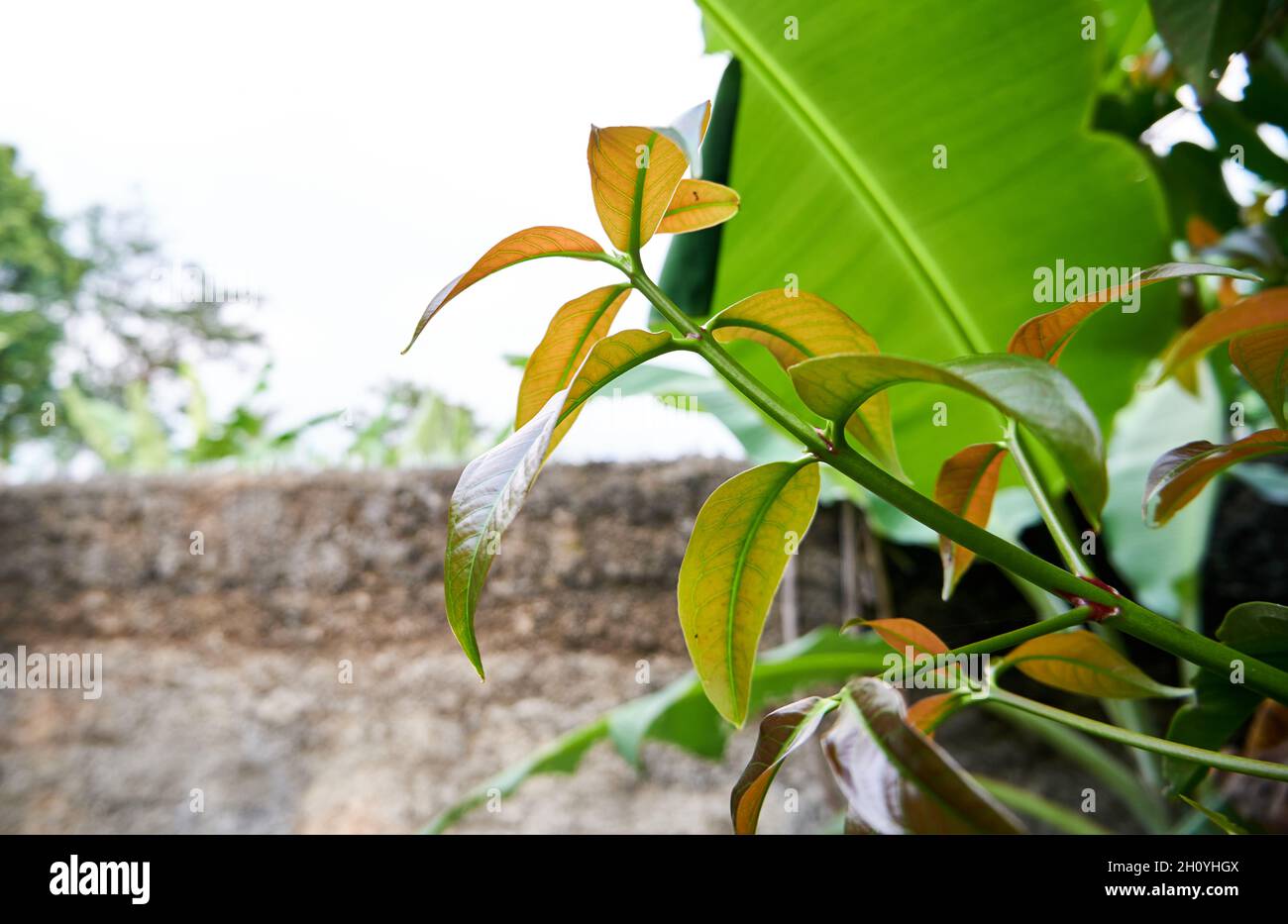 Primo piano di belle foglie verdi che crescono nel cortile Foto Stock