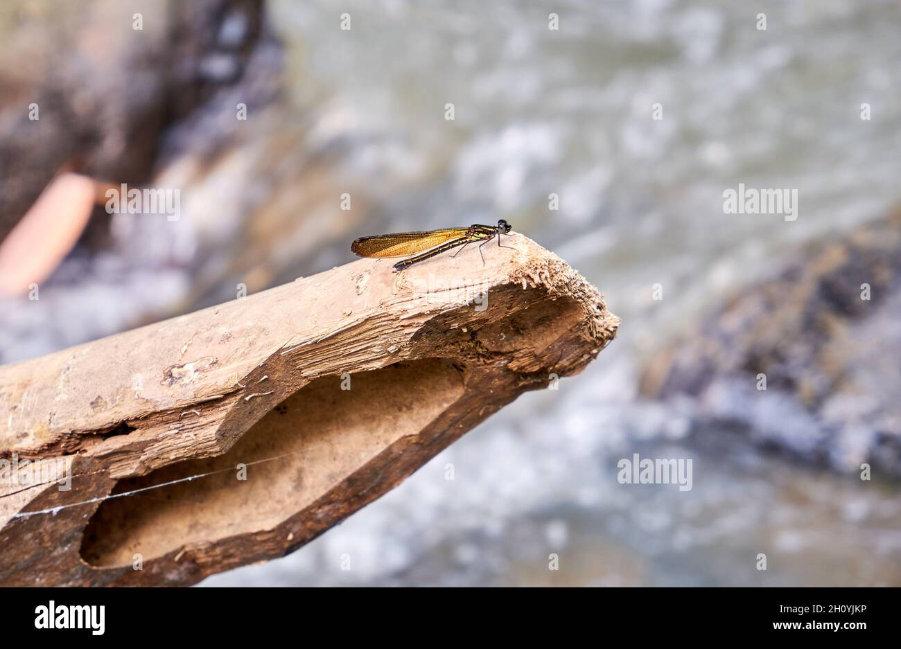 primo piano della libellula arroccata sul bosco nel fiume. Foto Stock