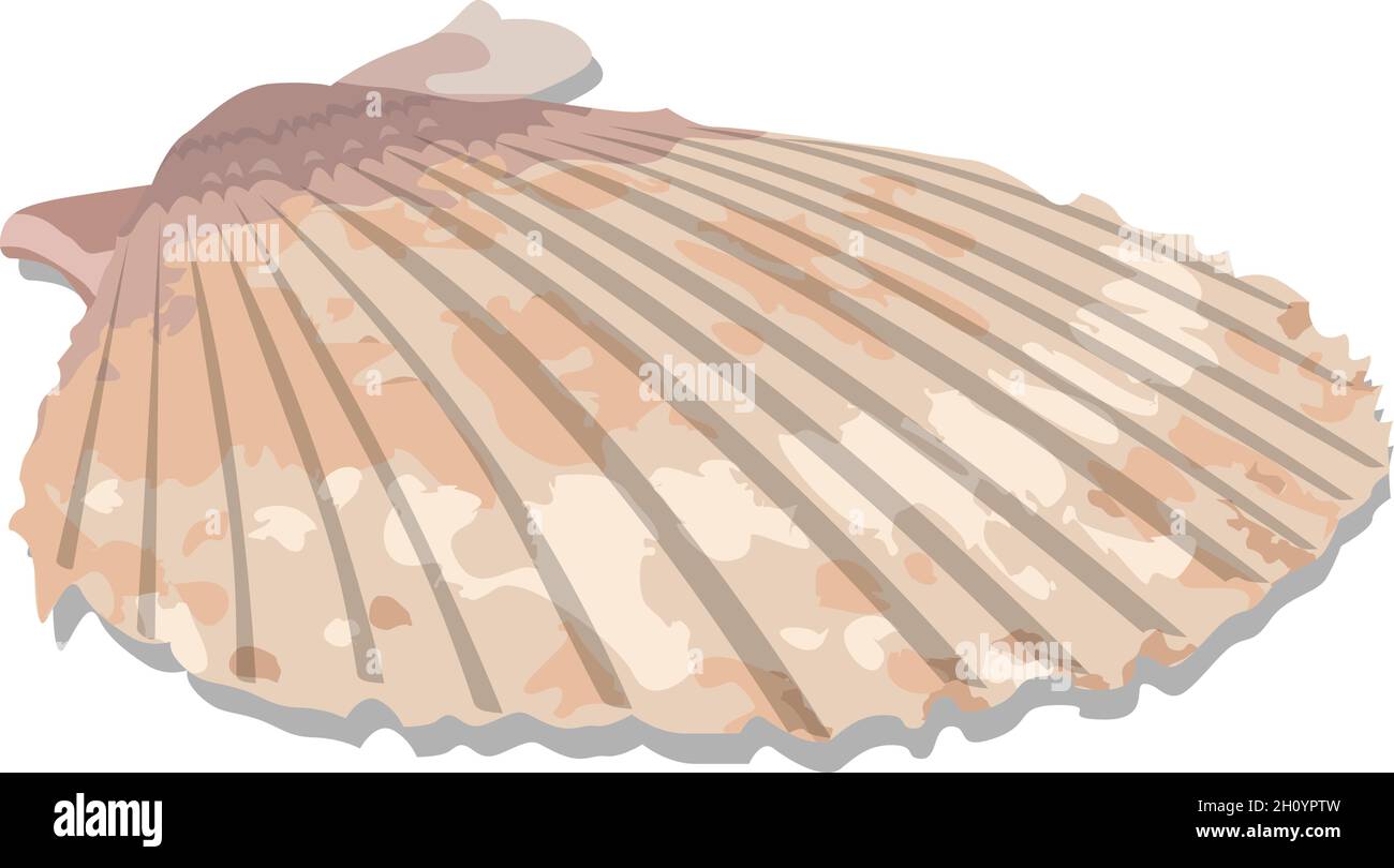 Conchiglia tropicale colorata, illustrazione vettoriale. EPS-10 separato da gruppi e livelli per una facile modifica. Illustrazione Vettoriale