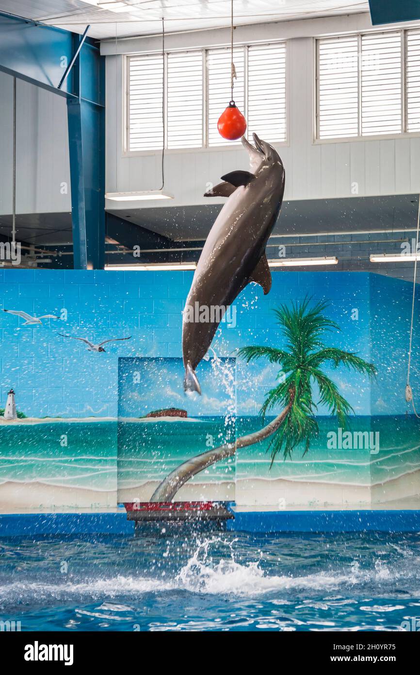 Delfini jumping per toccare una palla sollevata durante lo spettacolo al Ocean Adventures Marine Park a Gulfport, Mississippi Foto Stock