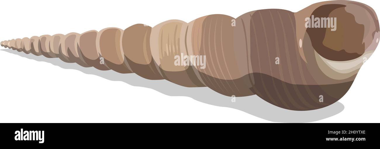 Conchiglia tropicale colorata, illustrazione vettoriale. EPS-10 separato da gruppi e livelli per una facile modifica. Illustrazione Vettoriale