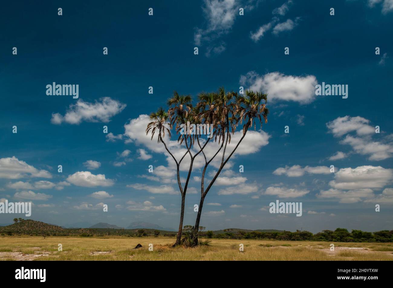 Un paio di palme, Hyphaene coriacea, sotto il cielo nuvolato Samburu Game Reserve, Kenya. Foto Stock